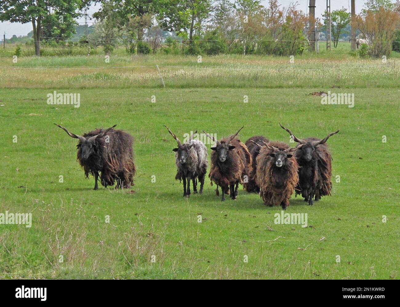 Racka sheep, small group of ancient and endangered breed  Hungary         May Stock Photo