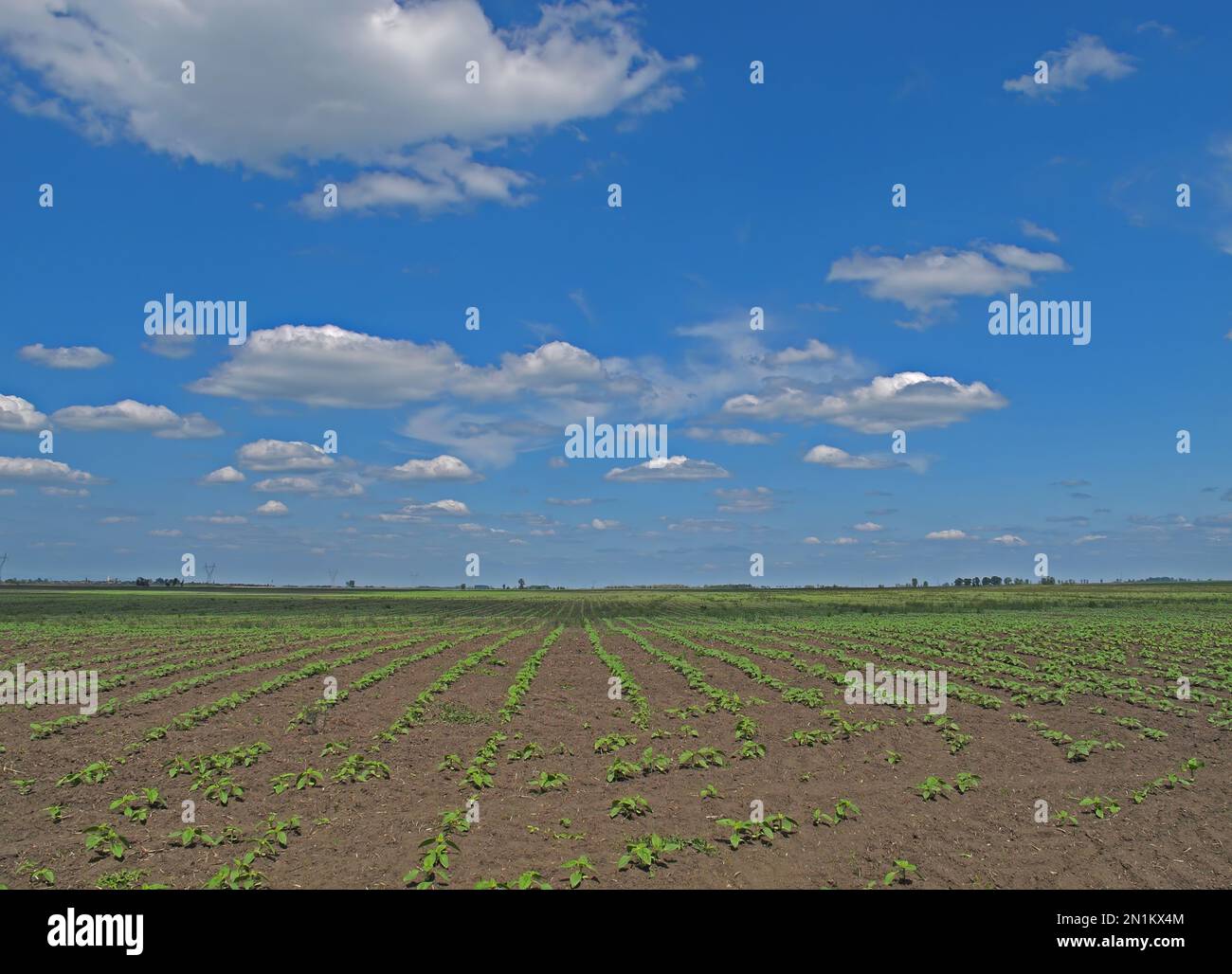 sunflower crop just sprouting on the puszta Hortobagy, Hungary May Stock Photo Alamy