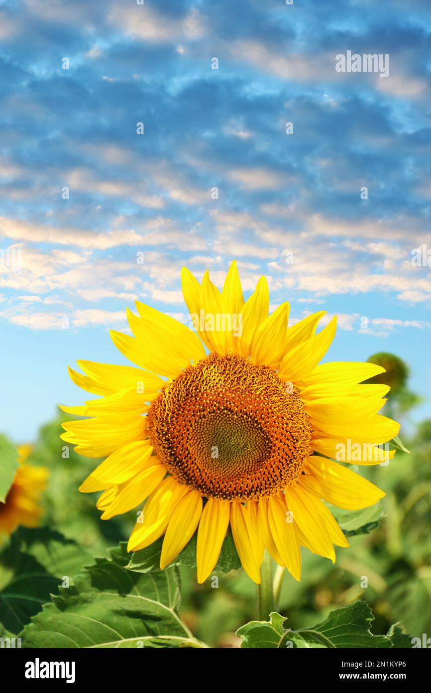 Beautiful sunflower in field under blue sky with clouds Stock Photo - Alamy