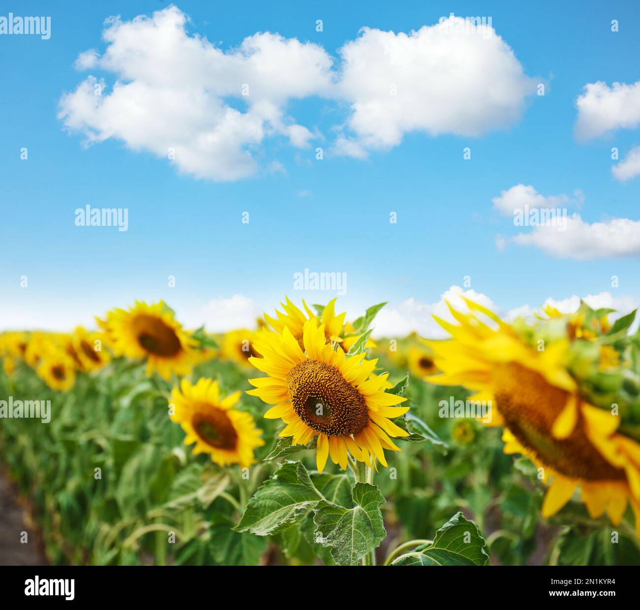 Sunflower field under blue sky hi-res stock photography and images - Alamy