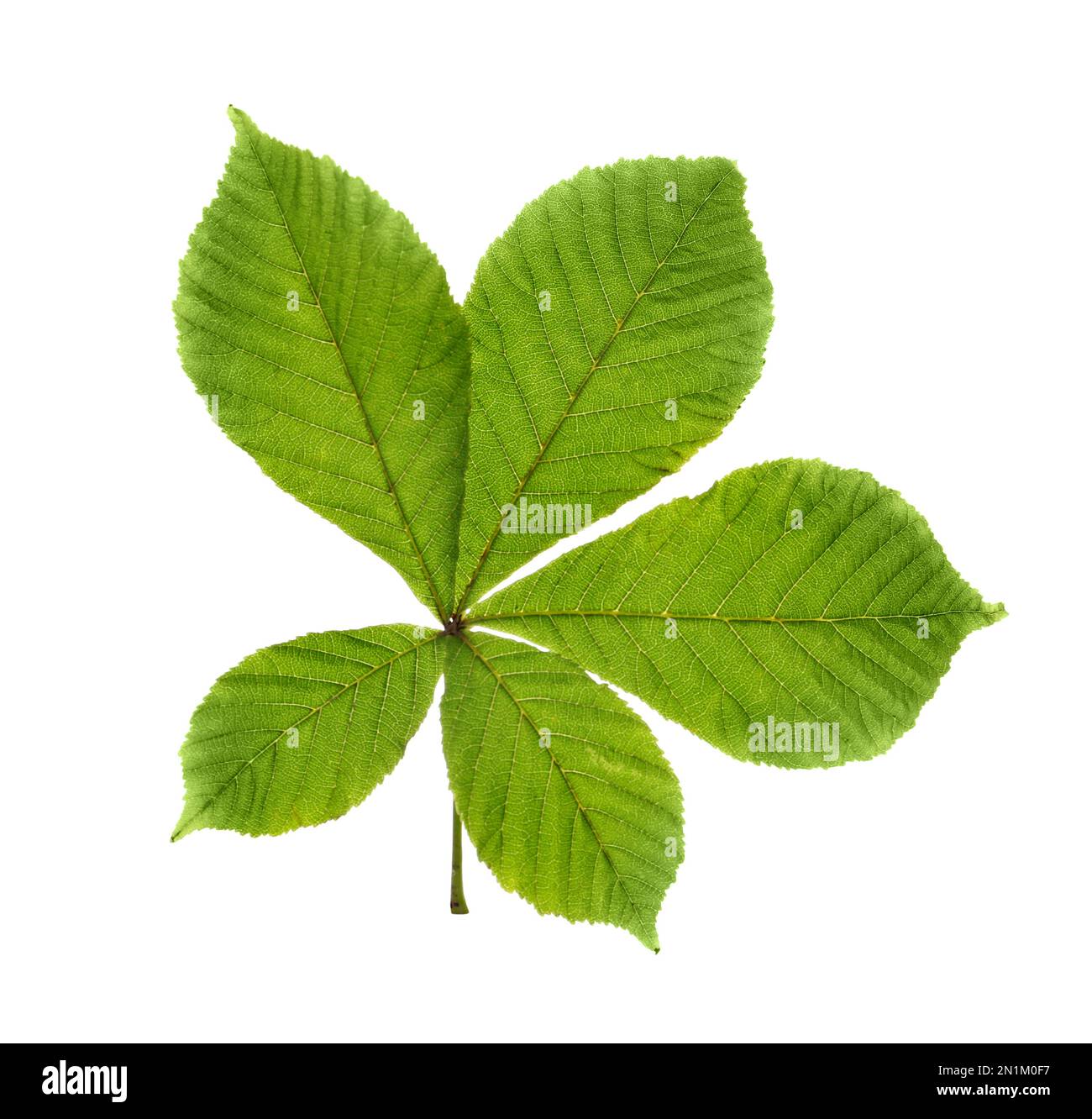 Horse chestnut tree leaf isolated on white Stock Photo Alamy