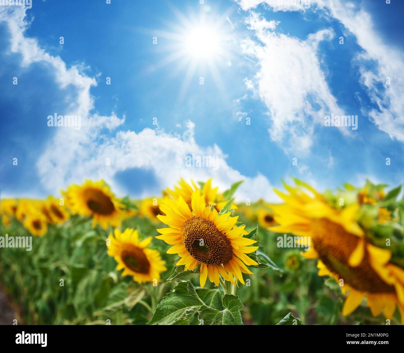 Beautiful sunflower field under blue sky with clouds on sunny day Stock ...