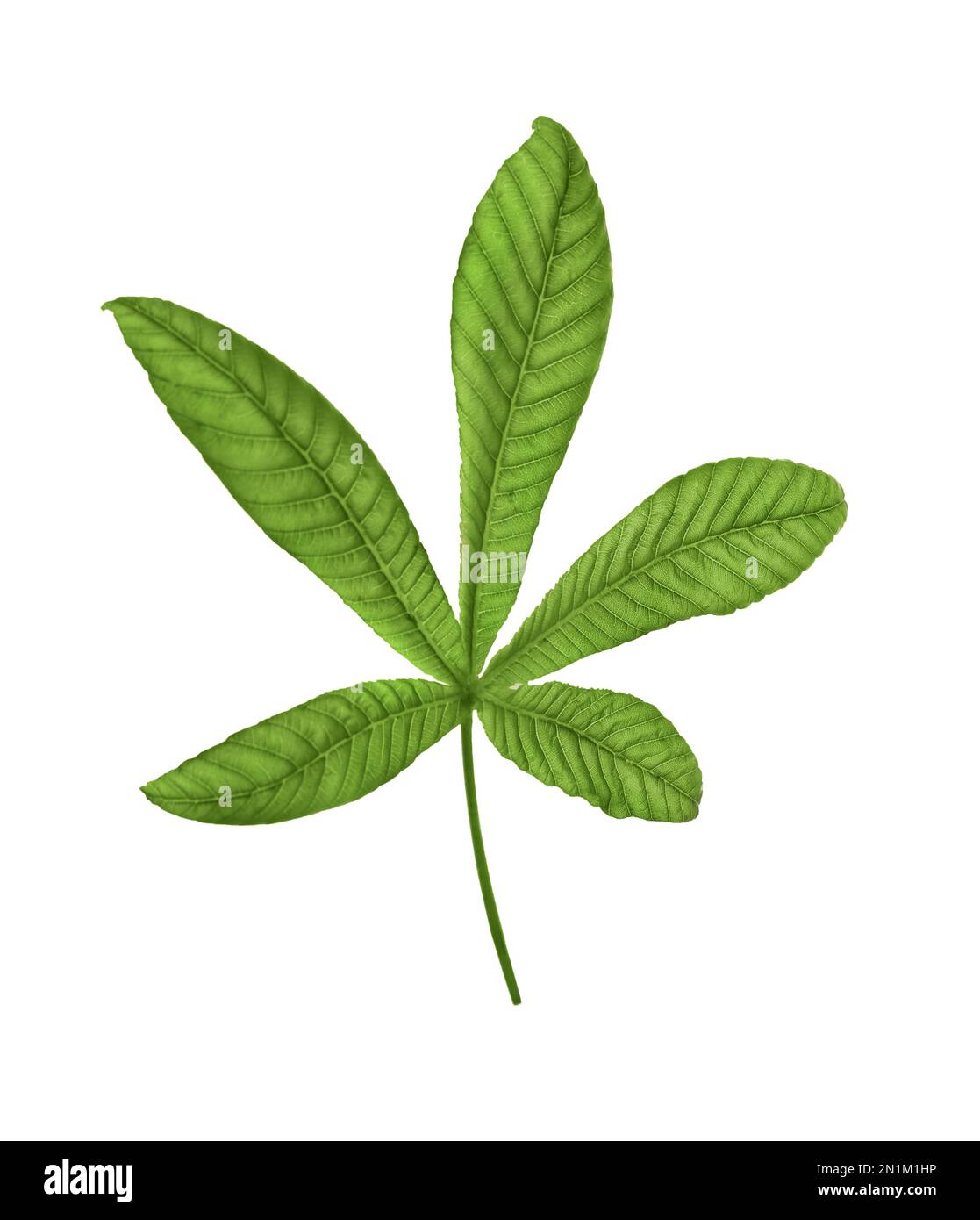 Horse chestnut tree leaf isolated on white Stock Photo Alamy
