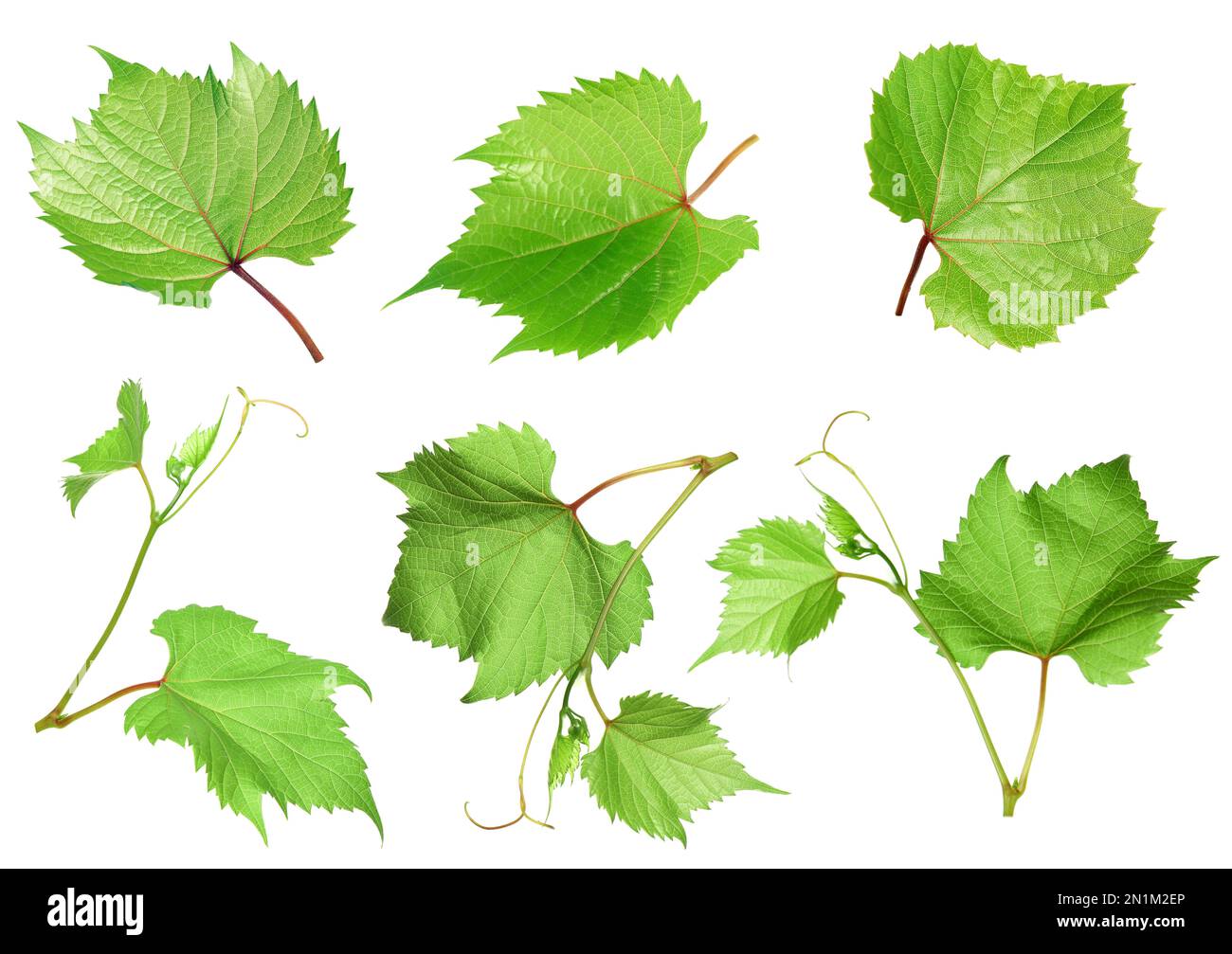 Set of green grape leaves on white background Stock Photo - Alamy