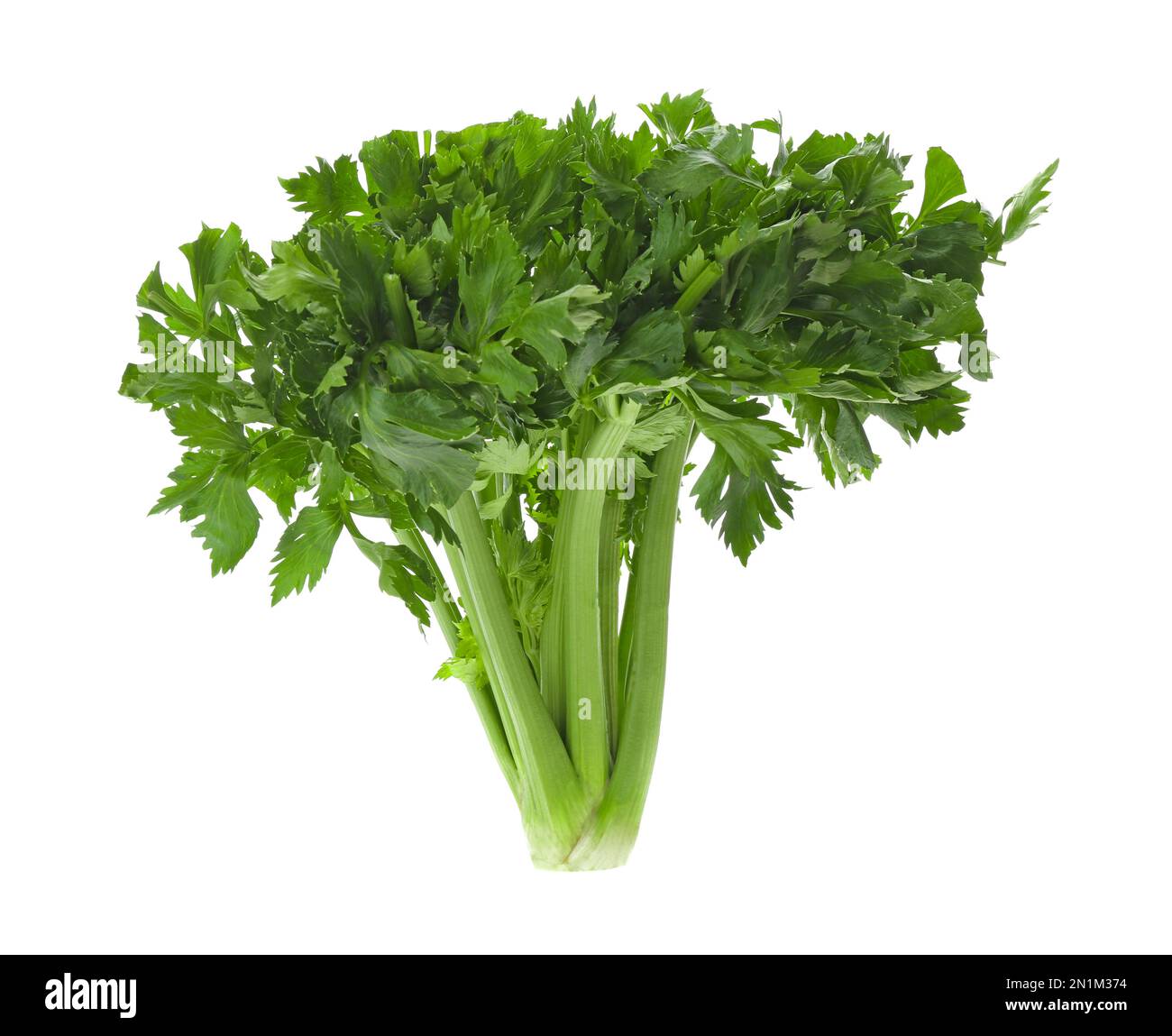 Fresh green celery bunch isolated on white Stock Photo Alamy