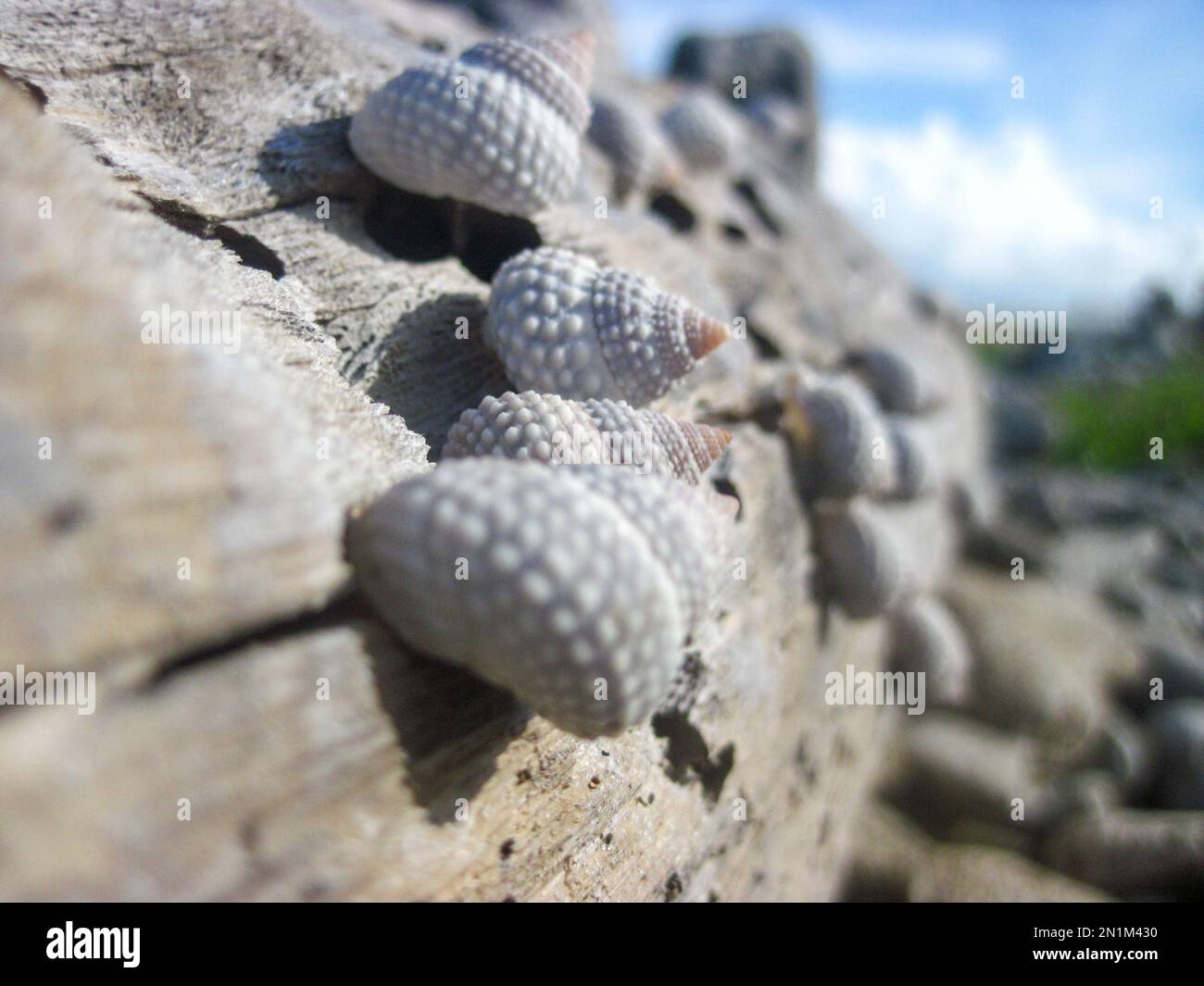 Close up of a group of sea snails attached to an old and dry trunk of a tree near the beach Stock Photo
