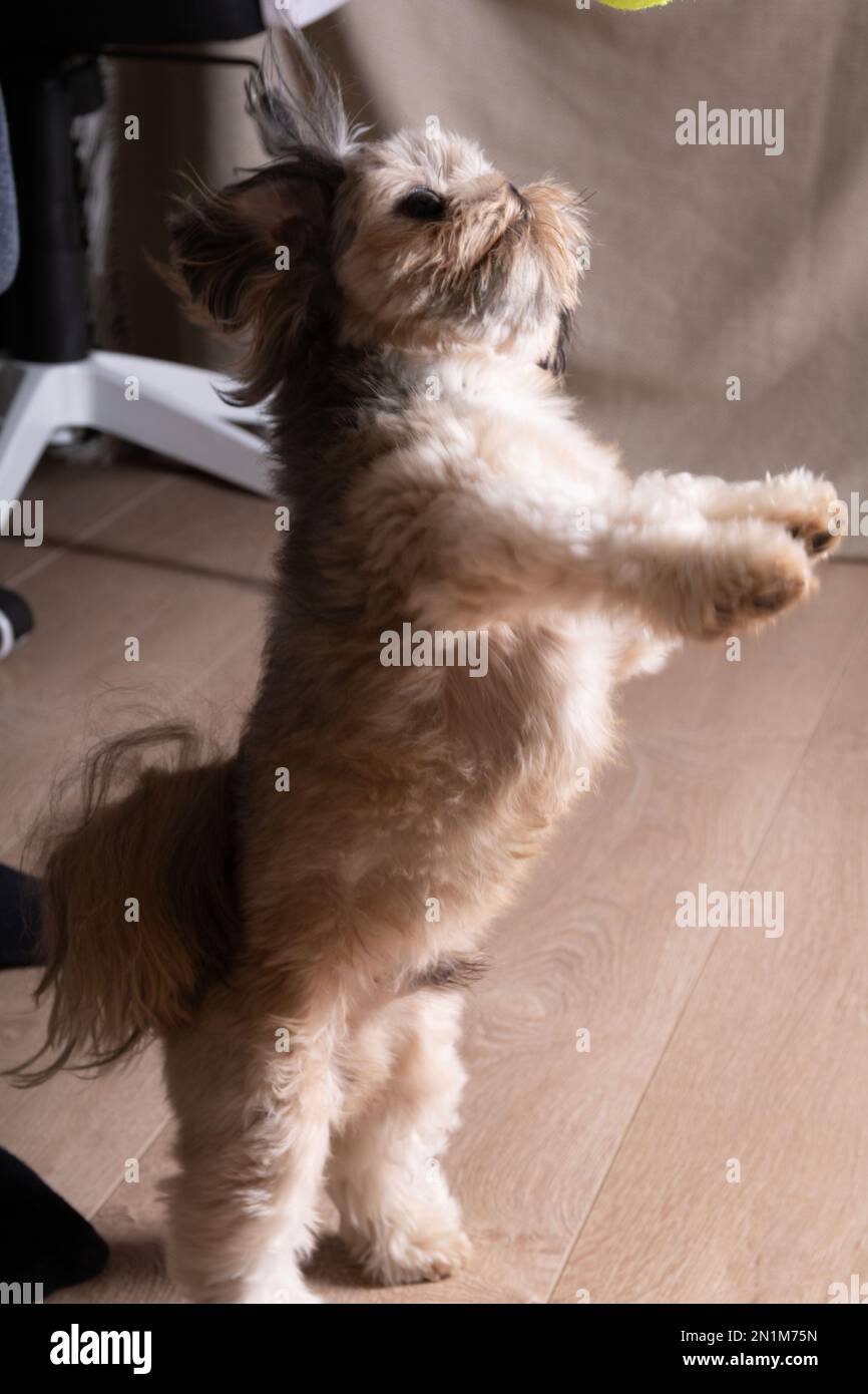 photo small breed Shih Tzu dog jumping on his hind legs at home Stock