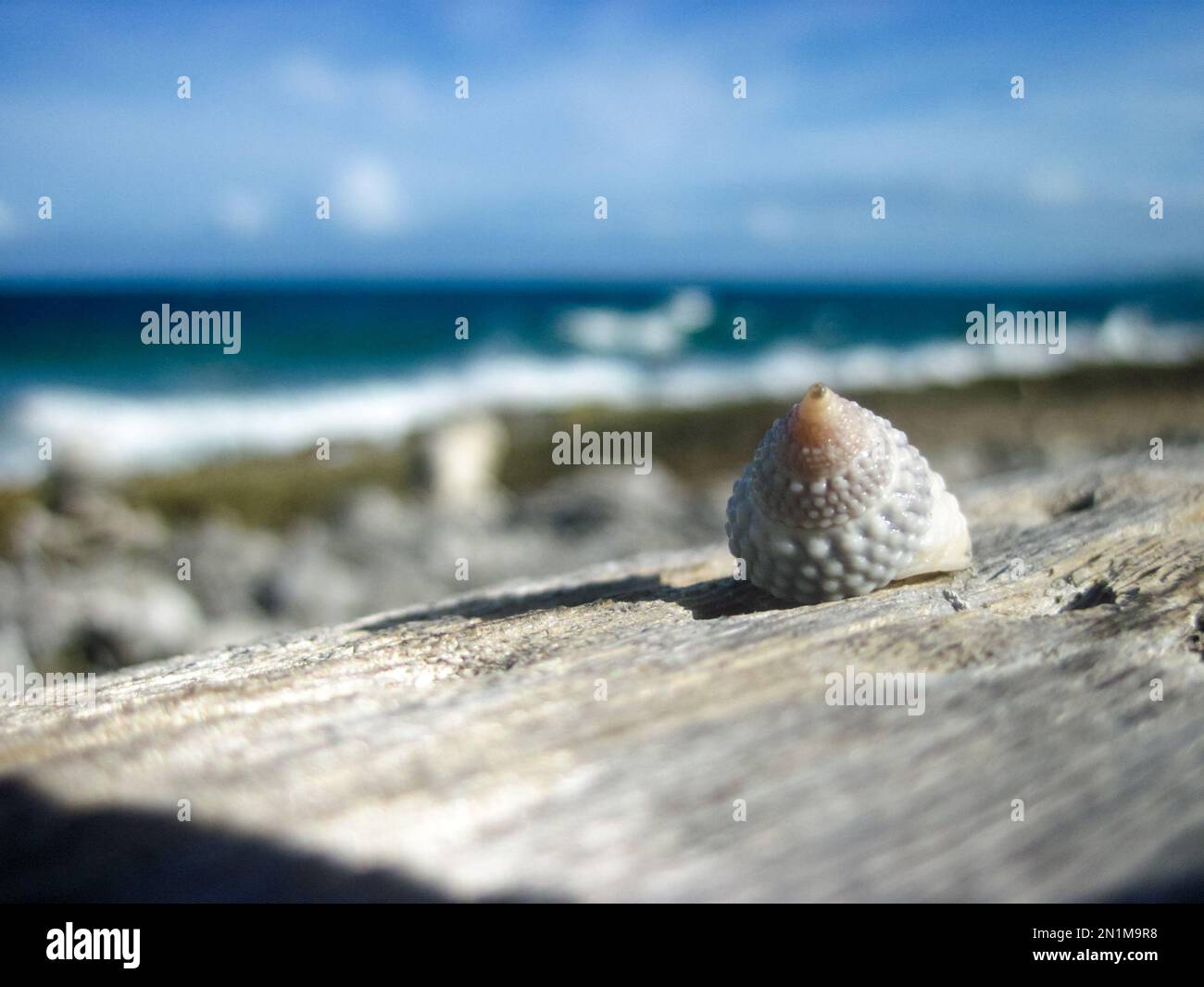 Close up of a group of sea snails attached to an old and dry trunk of a tree near the beach. The sea can be seen in the background Stock Photo