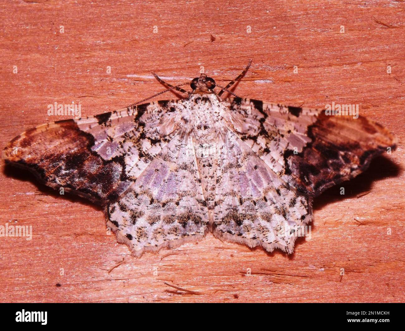 Geometer moth (family Geometridae) indeterminate species isolated on a dark background from the jungle of Belize Stock Photo