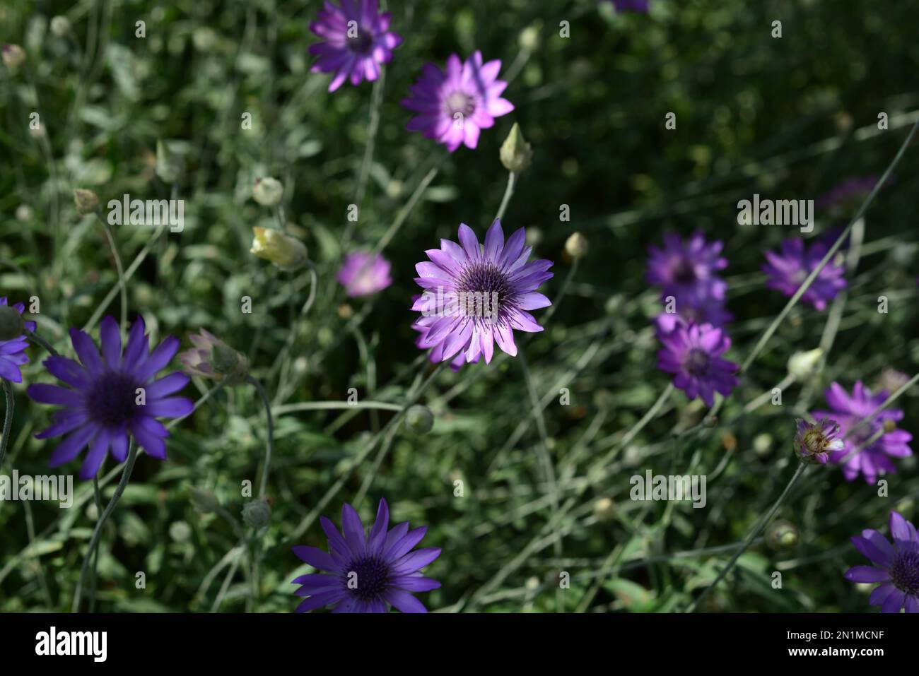Purple flower of Annual Everlasting or Immortelle, Xeranthemum annuum, macro, selective focus Stock Photo