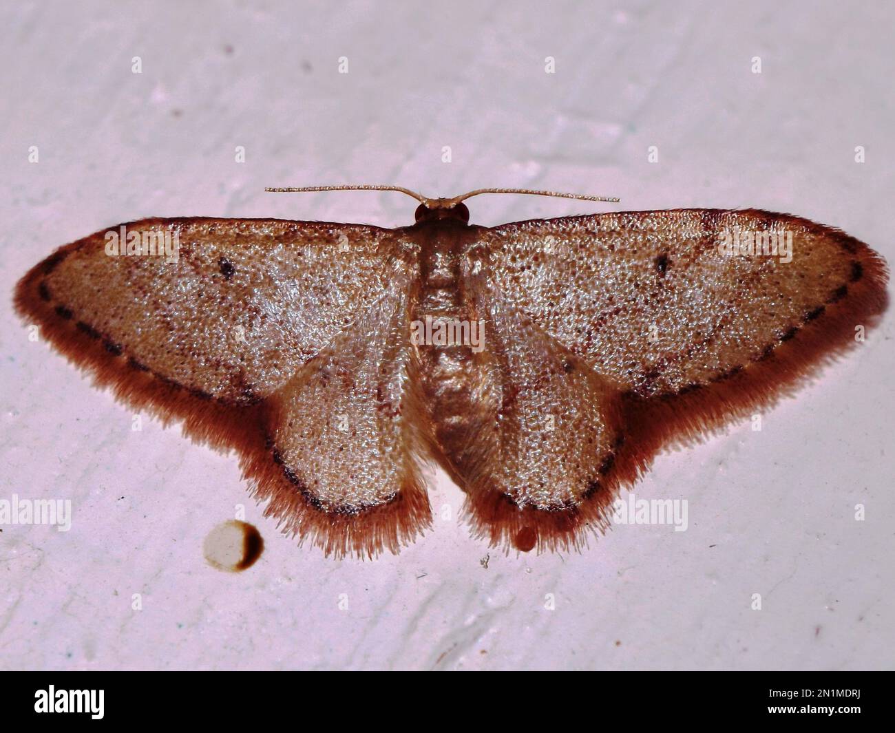 Geometer moth (family Geometridae) indeterminate species isolated on a white background from the jungle of Belize Stock Photo