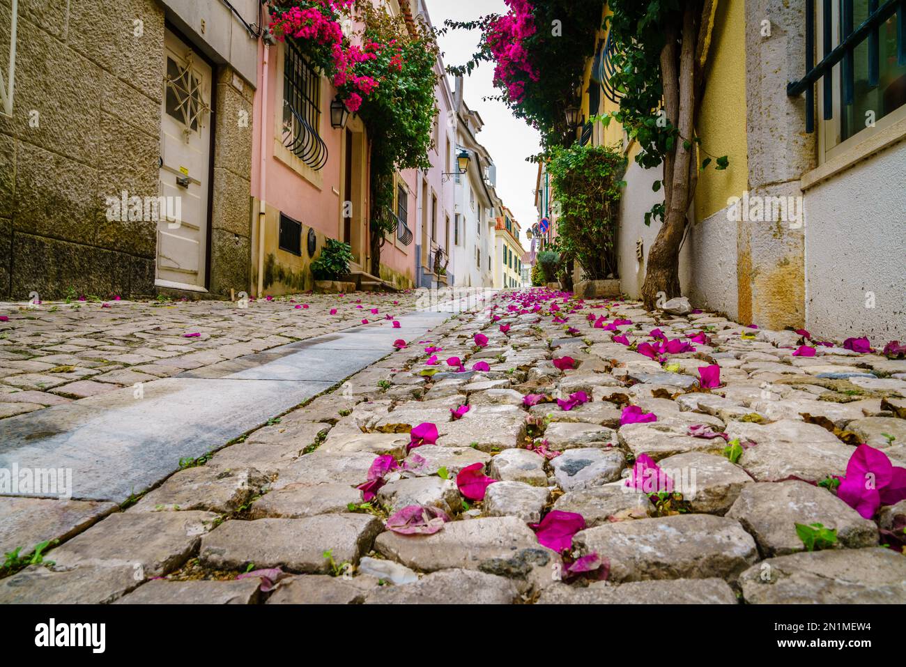 Ground level view of azalea petals on a cobblestone street in Cascais, Portugal Stock Photo
