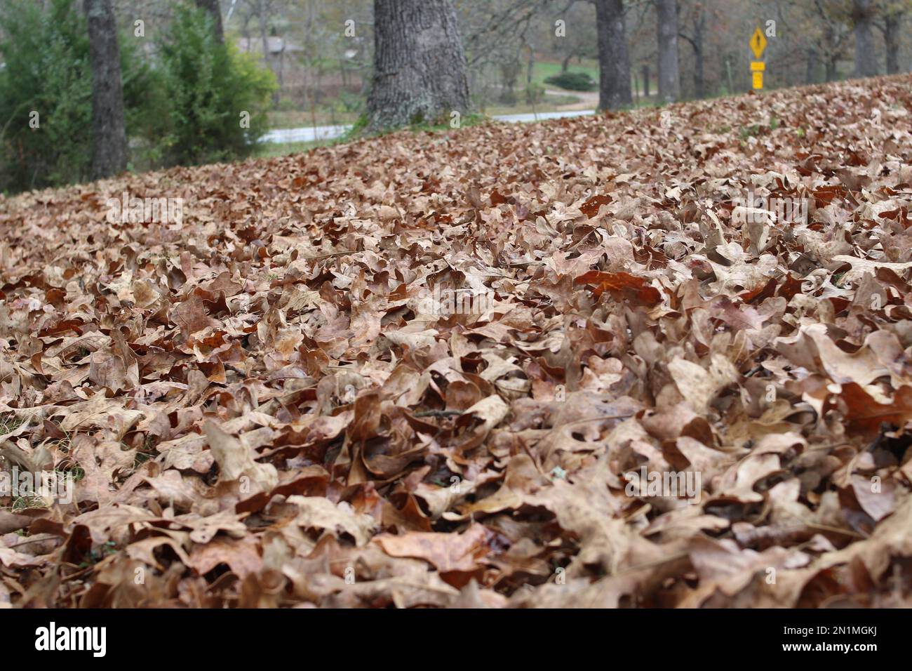 Garden fallen leaves hi-res stock photography and images - Alamy