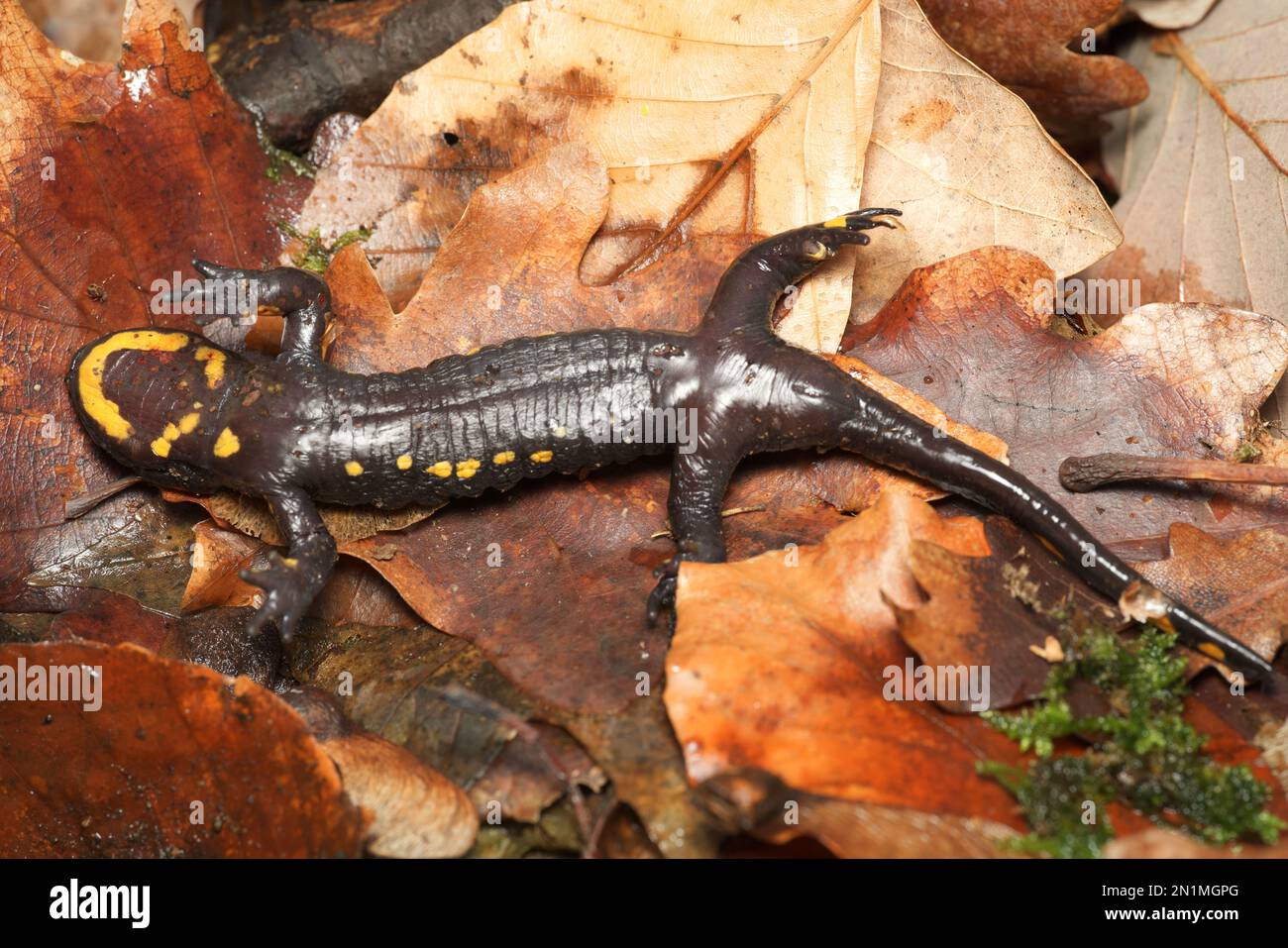 Dead Fire salamander (Salamandra salamandra) infected with Chytrid
