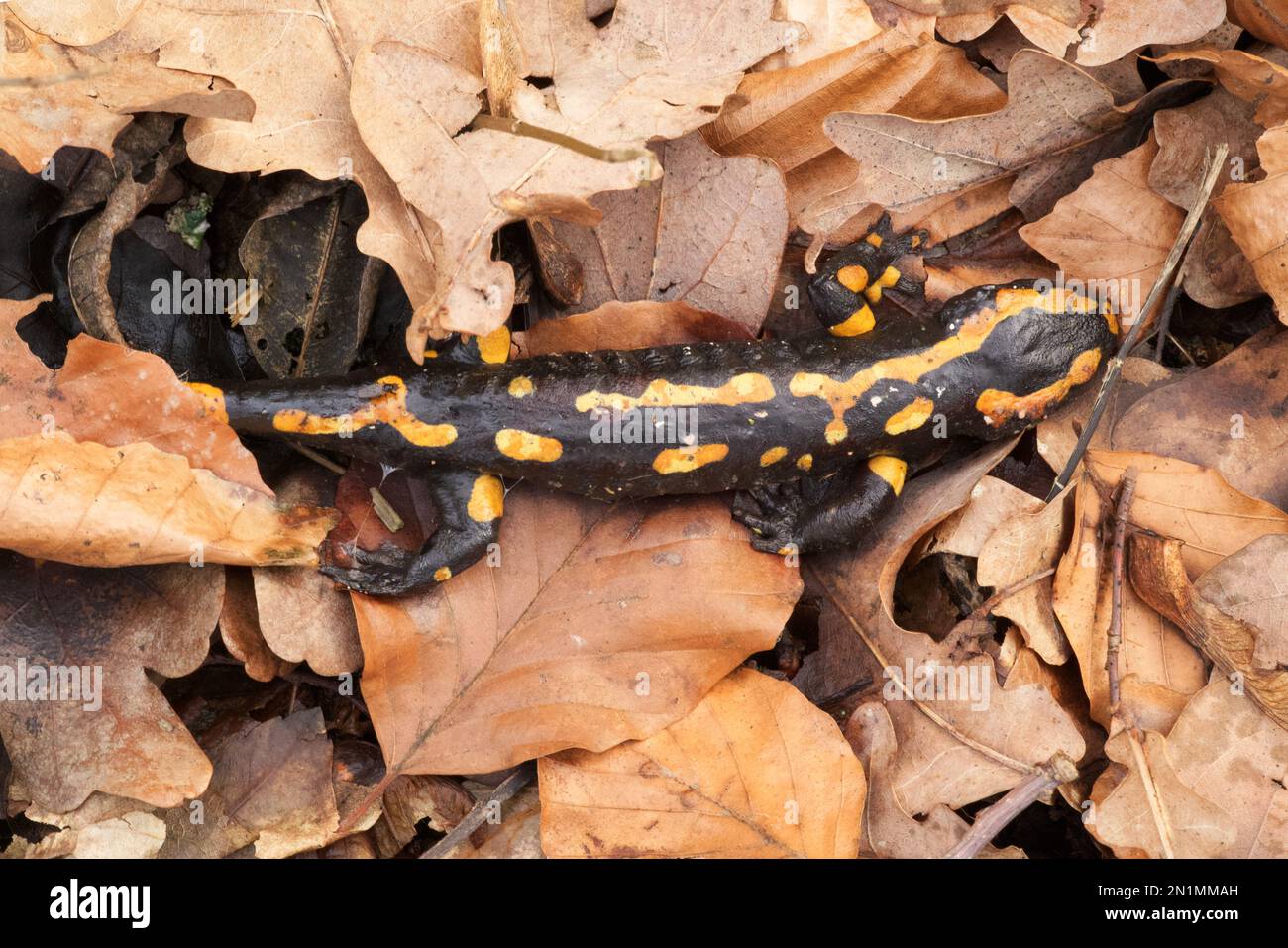 Dead Fire salamander (Salamandra salamandra) infected with Chytrid Fungus Bsal (Batrachochytrium salamandrivorans), Ruhr-District, Germany Stock Photo