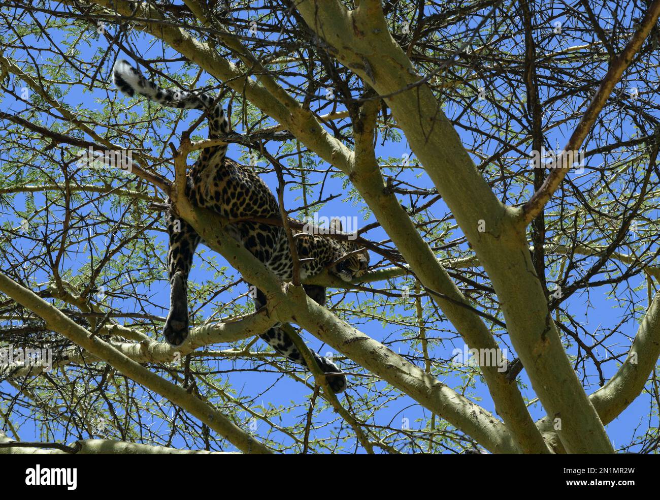 Nanyuki, Kenya. 4th Feb, 2023. A leopard rests on the tree at the Animal  Orphanage in Mount Kenya Wildlife Conservancy in Nanyuki, Kenya, Feb. 4,  2023. The orphanage provides shelter and care