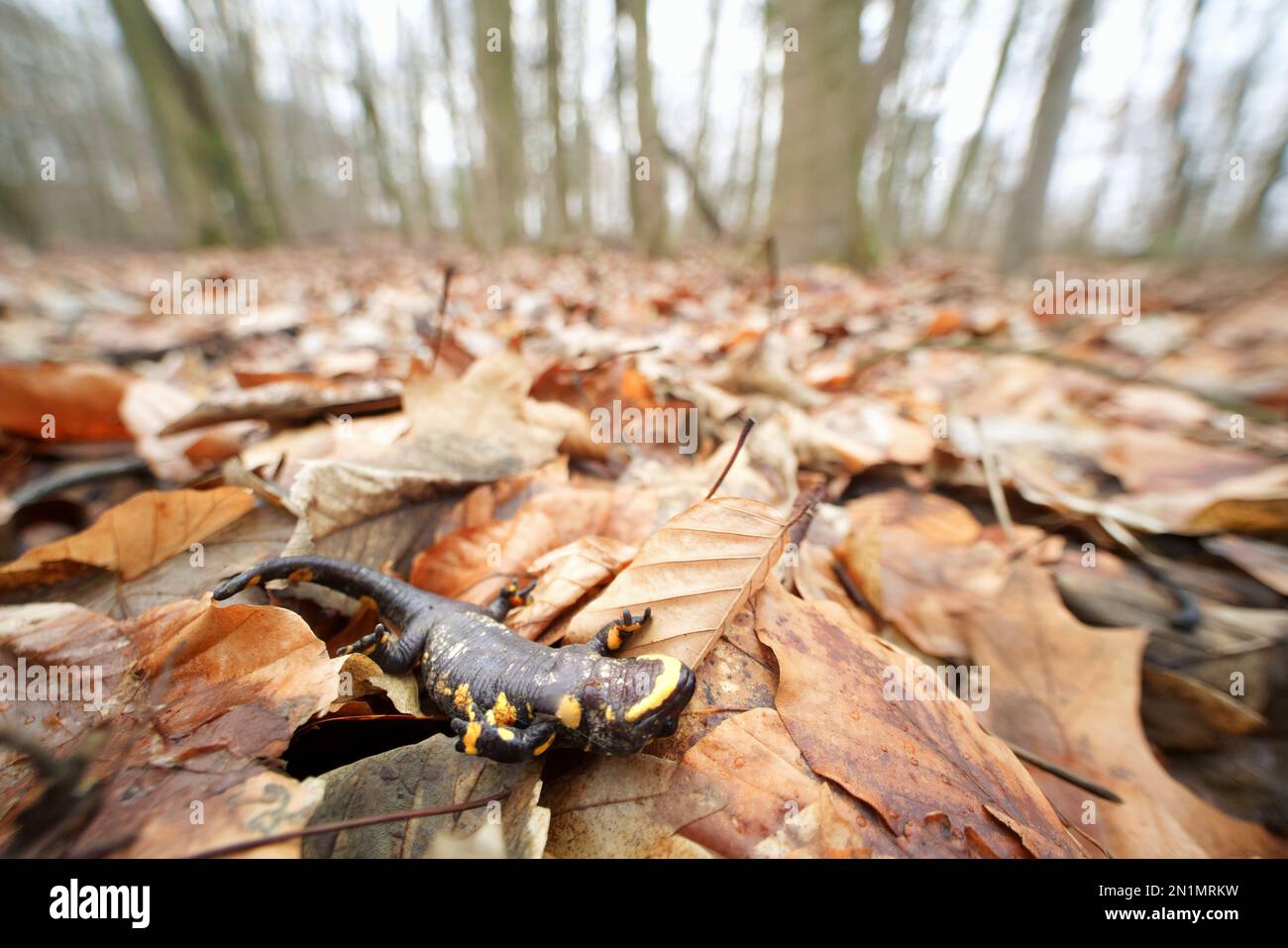 Dead Fire salamander (Salamandra salamandra) infected with Chytrid Fungus Bsal (Batrachochytrium salamandrivorans), Ruhr-District, Germany Stock Photo