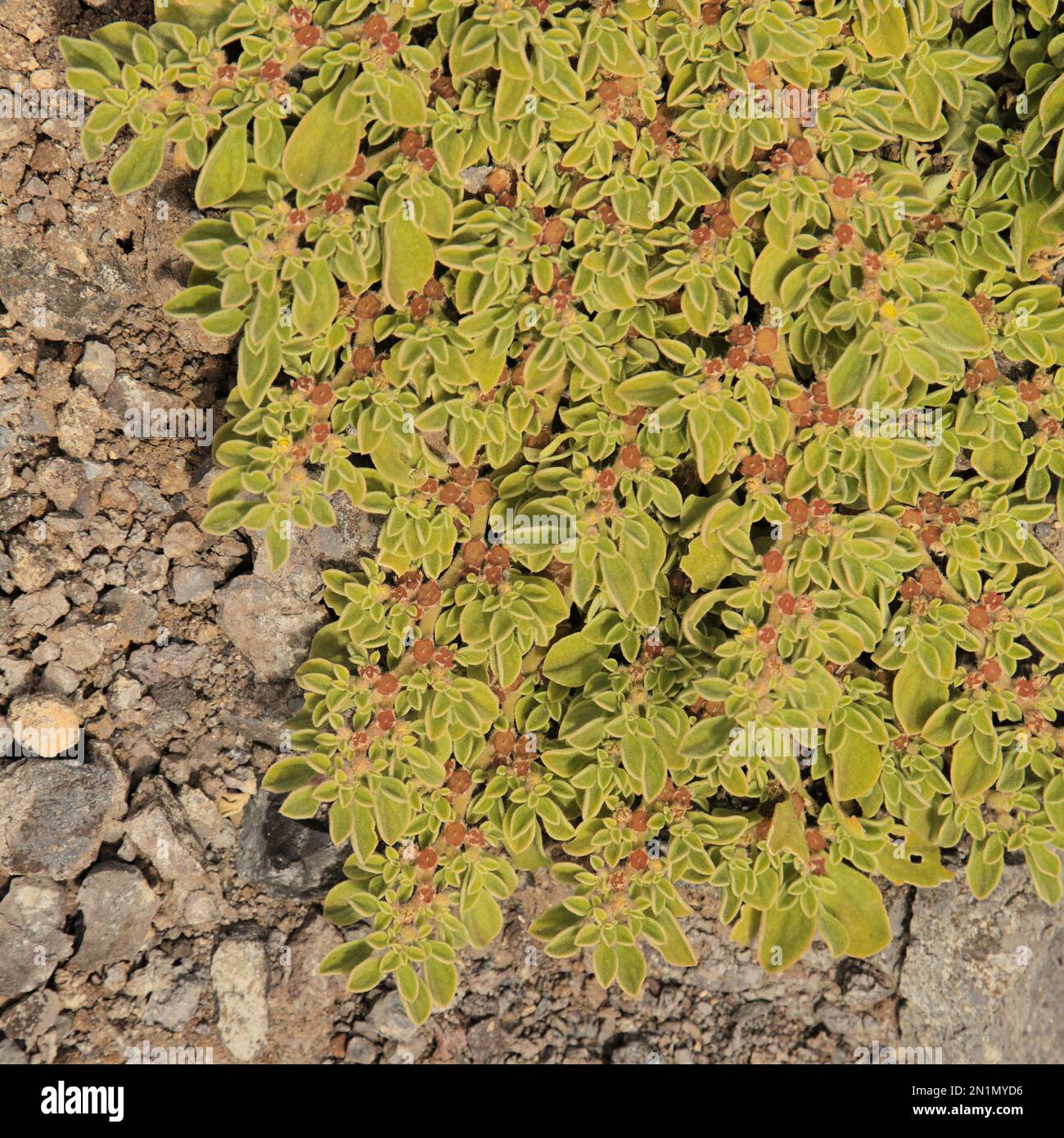 Flora of Gran Canaria - flowering  Aizoon canariense, Canary iceplant native to Canary Islands natural macro floral background Stock Photo