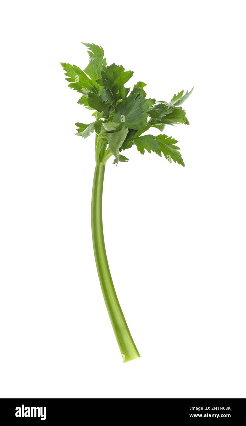 Fresh green celery stem with leaves isolated on white Stock Photo Alamy