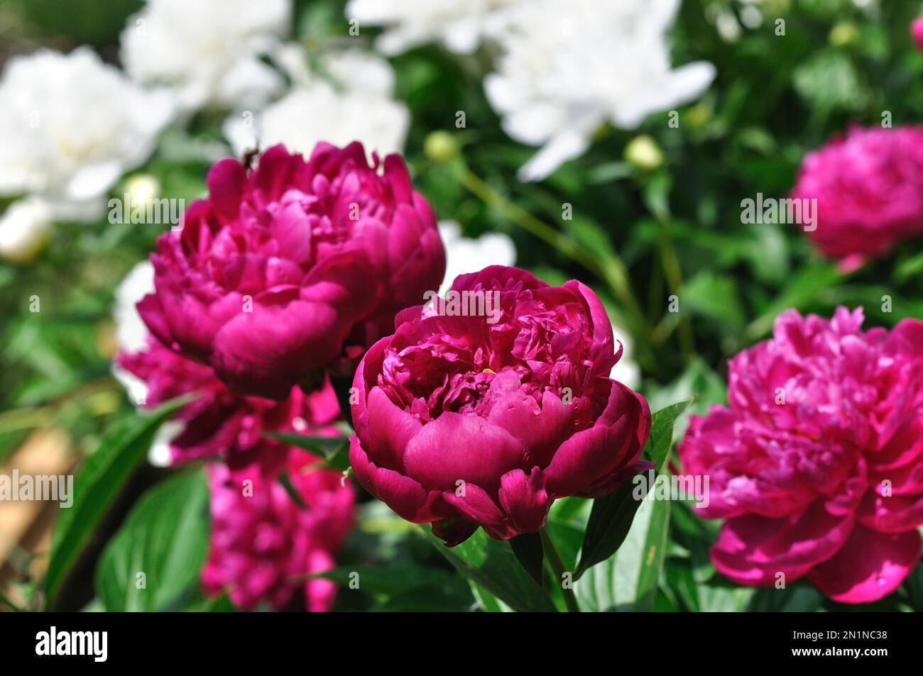 pink and white peony flowers at the flower-bed in the garden Stock Photo