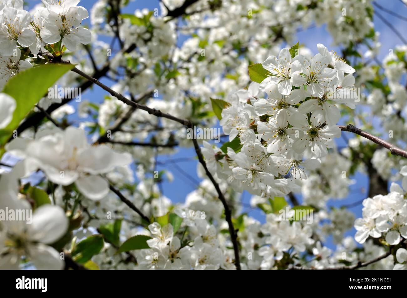 close-up of blooming cherry tree  branch at sunny day Stock Photo