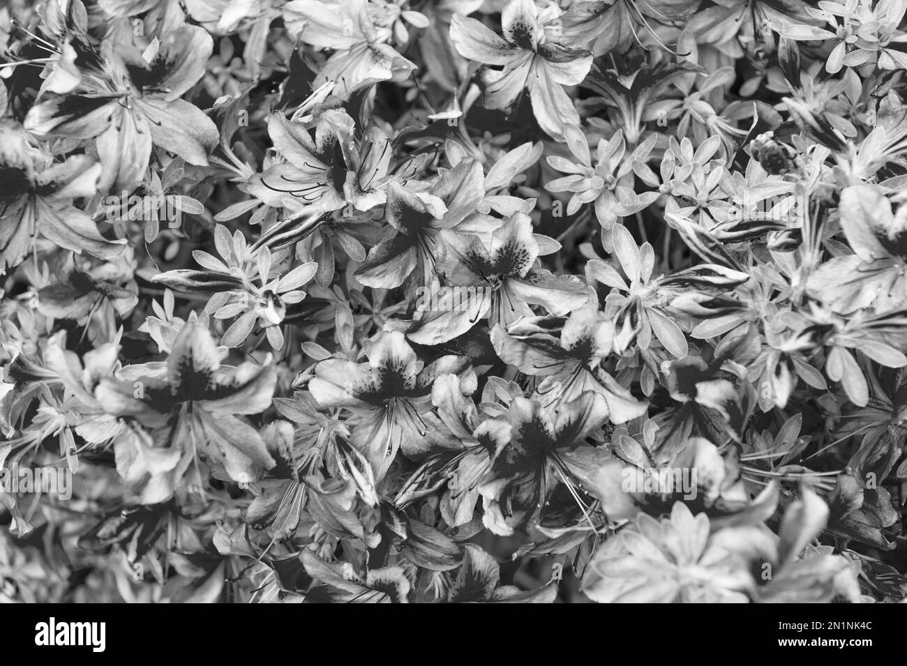 Rhododendron shrub Black and White Stock Photos & Images - Alamy