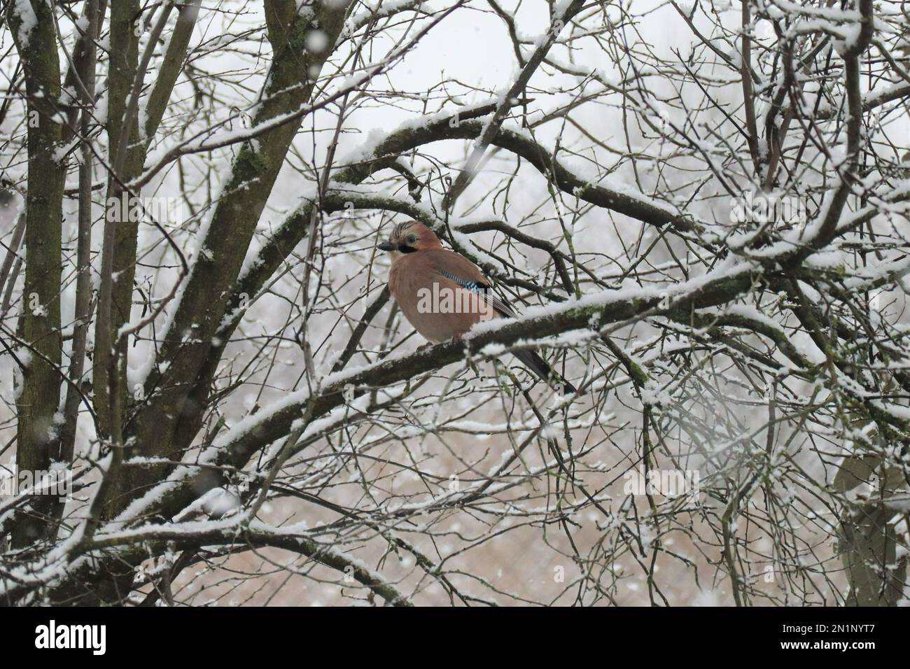 Jay in a Tree during Snowfall Stock Photo