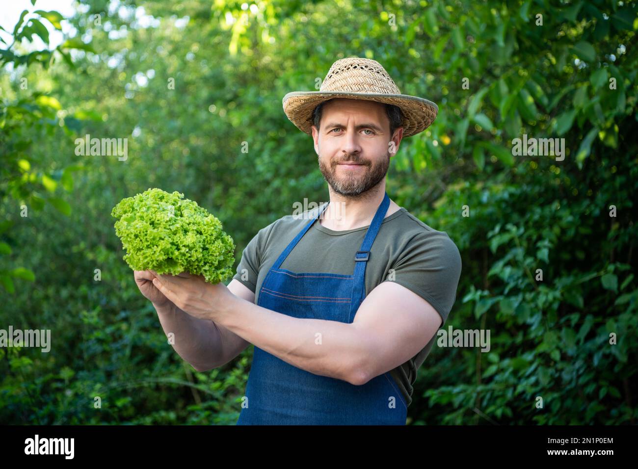 man gardener in straw hat with lettuce leaves Stock Photo