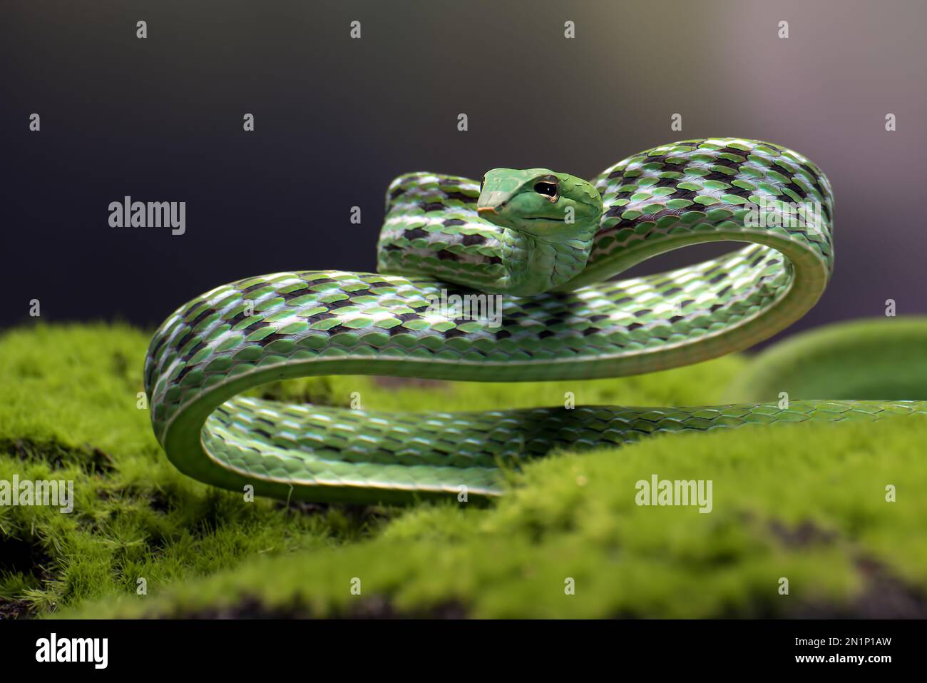 Green vine snake in attack position Stock Photo