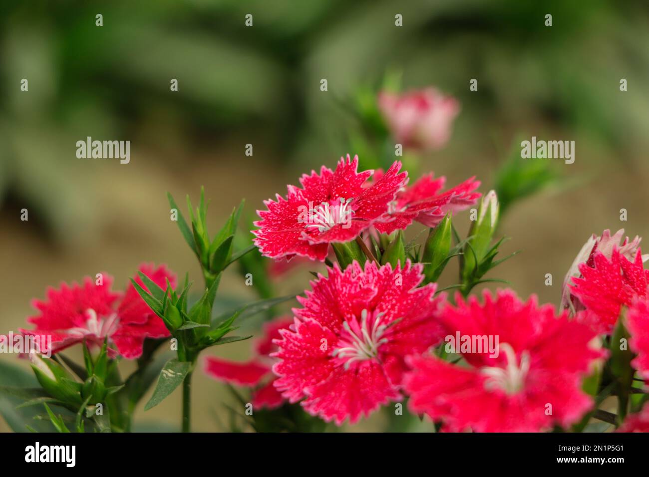 Background of red dianthus flwoer in a garden Stock Photo - Alamy