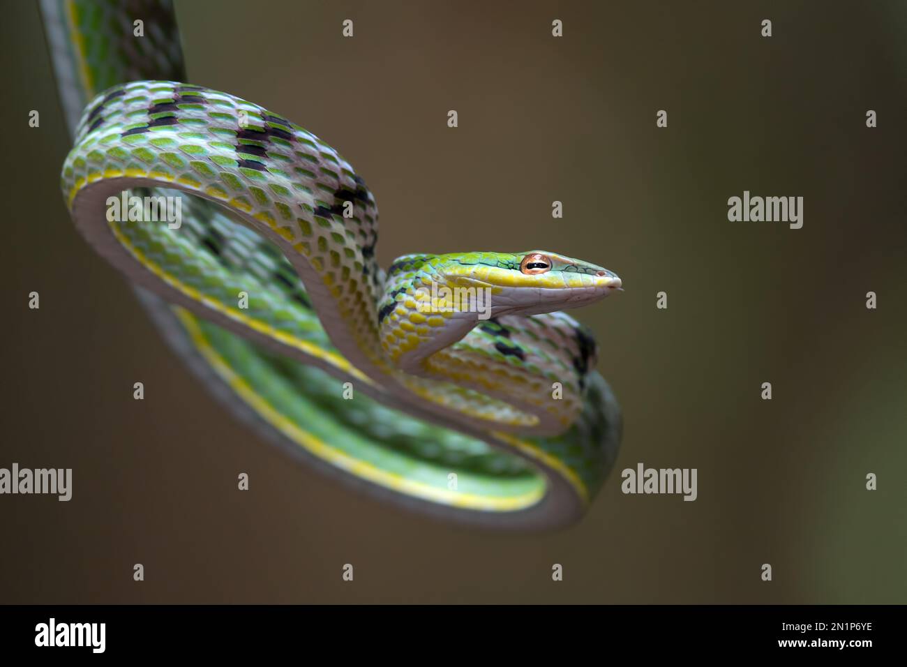 Green vine snake in attack position Stock Photo
