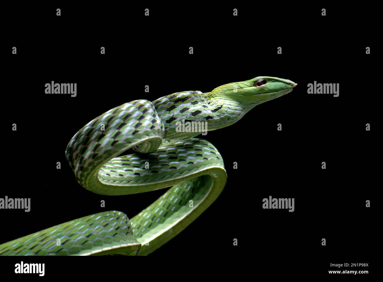 Green vine snake in attack position Stock Photo