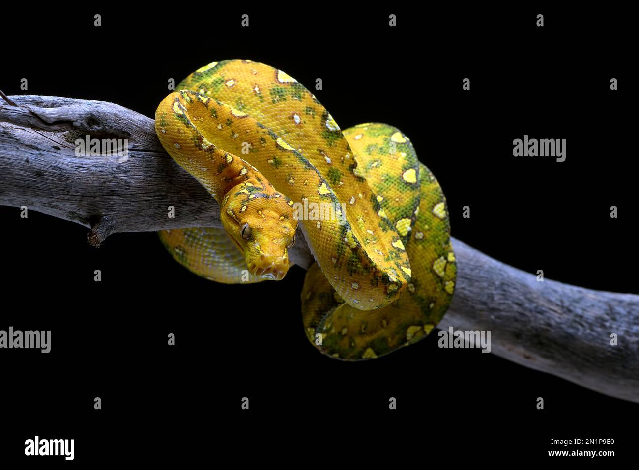 Juvenile Green tree phyton in black background Stock Photo