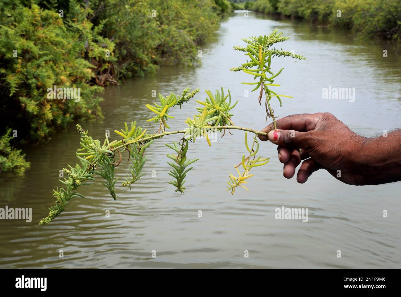 In this June 16, 2015 photo, an Indian villager holds a sprig of Suaeda