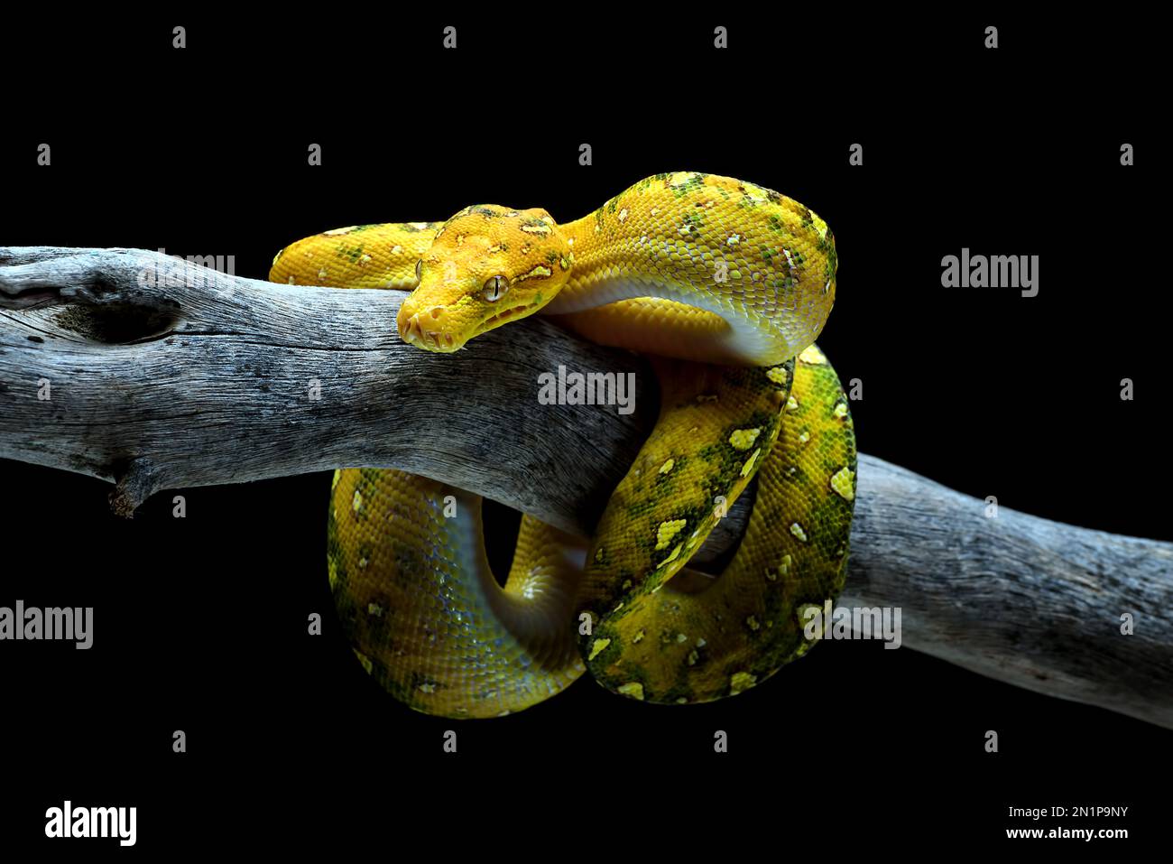 Juvenile Green tree phyton in black background Stock Photo - Alamy
