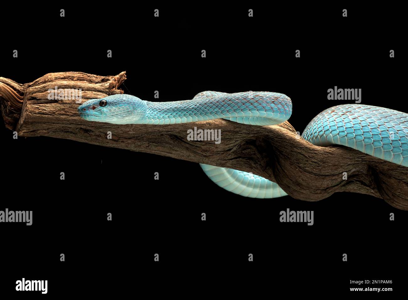 Blue pit viper in dark background Stock Photo