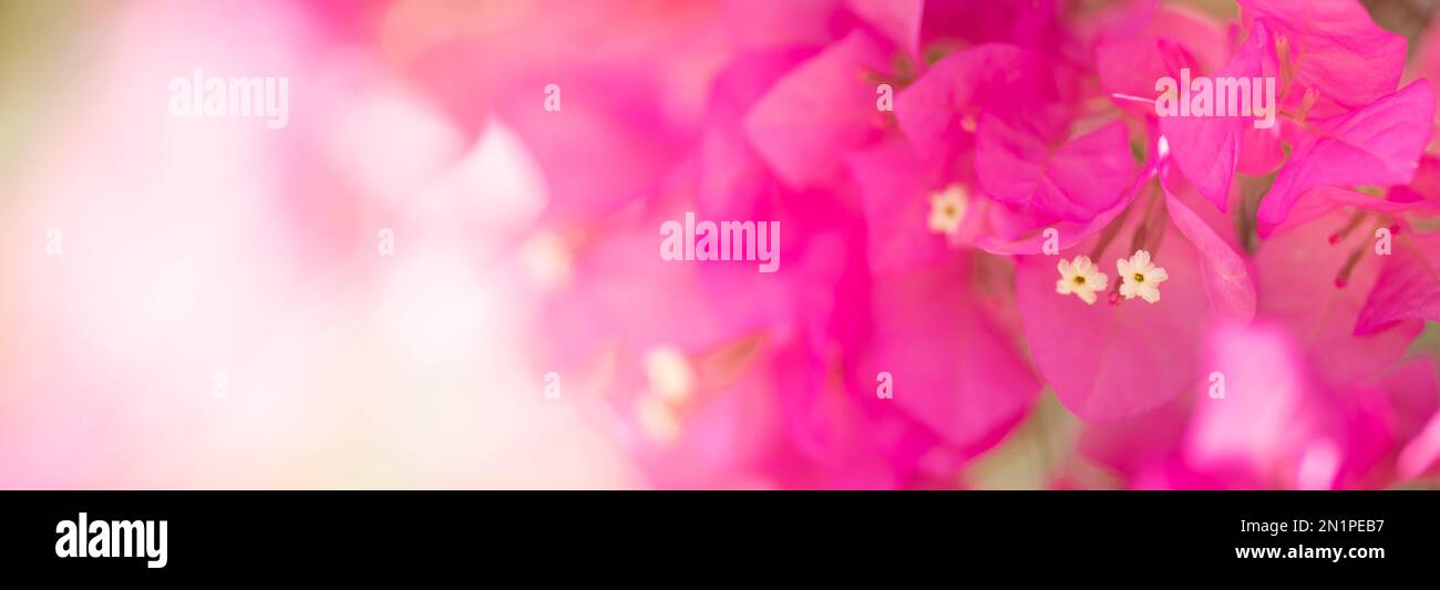 Closeup of pink Bougainvillea flower using as background natural flora plants, ecology cover page concept. Stock Photo