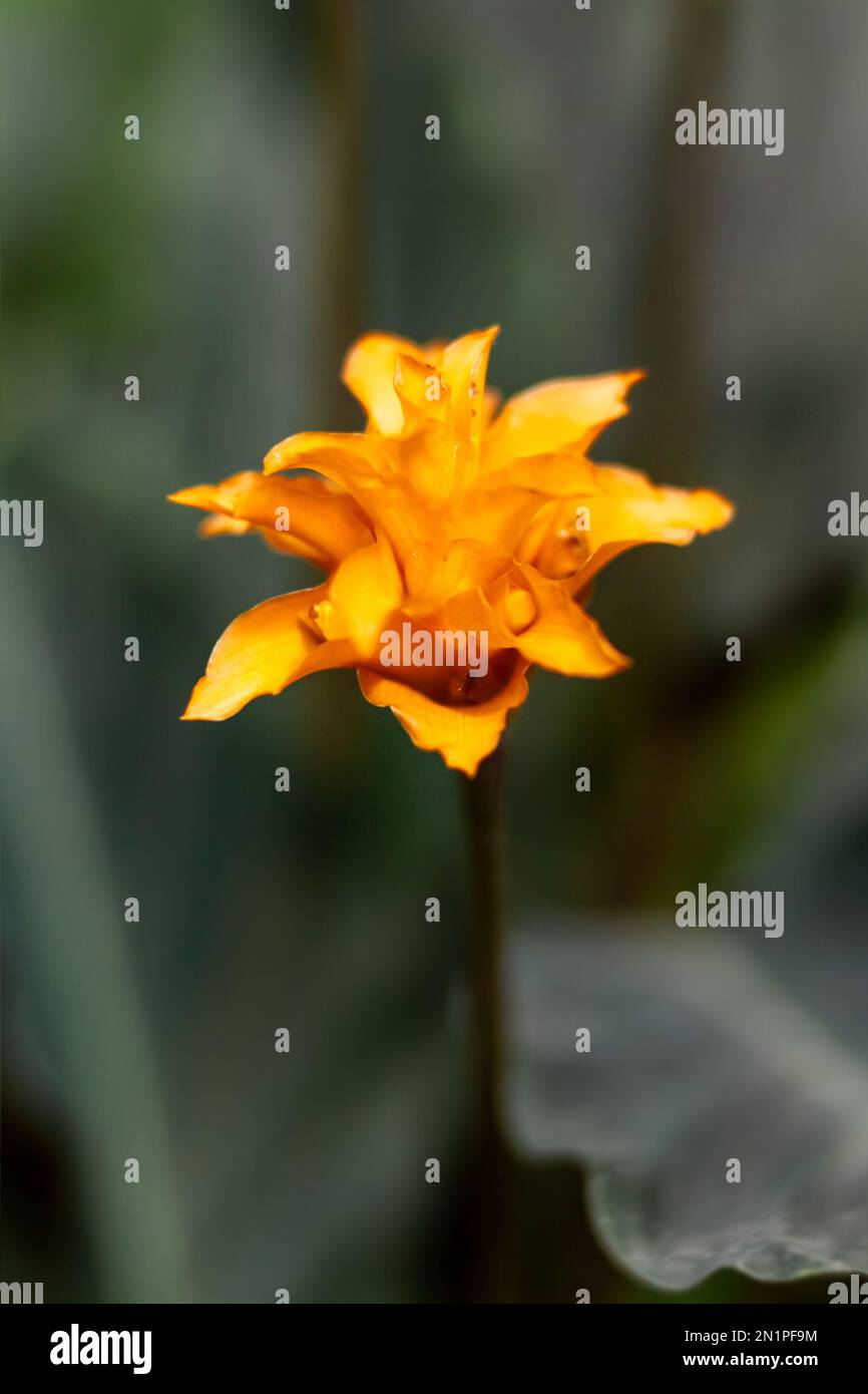 dracaena song of india Dracaena Song of India (Dracaena reflexa  Rounded Crown Form)  Happy  Houseplants