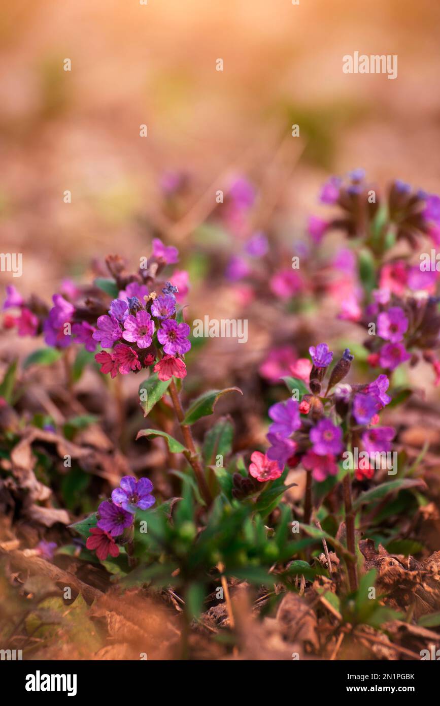 Blooming Pulmonaria spring flowers closeup view Stock Photo