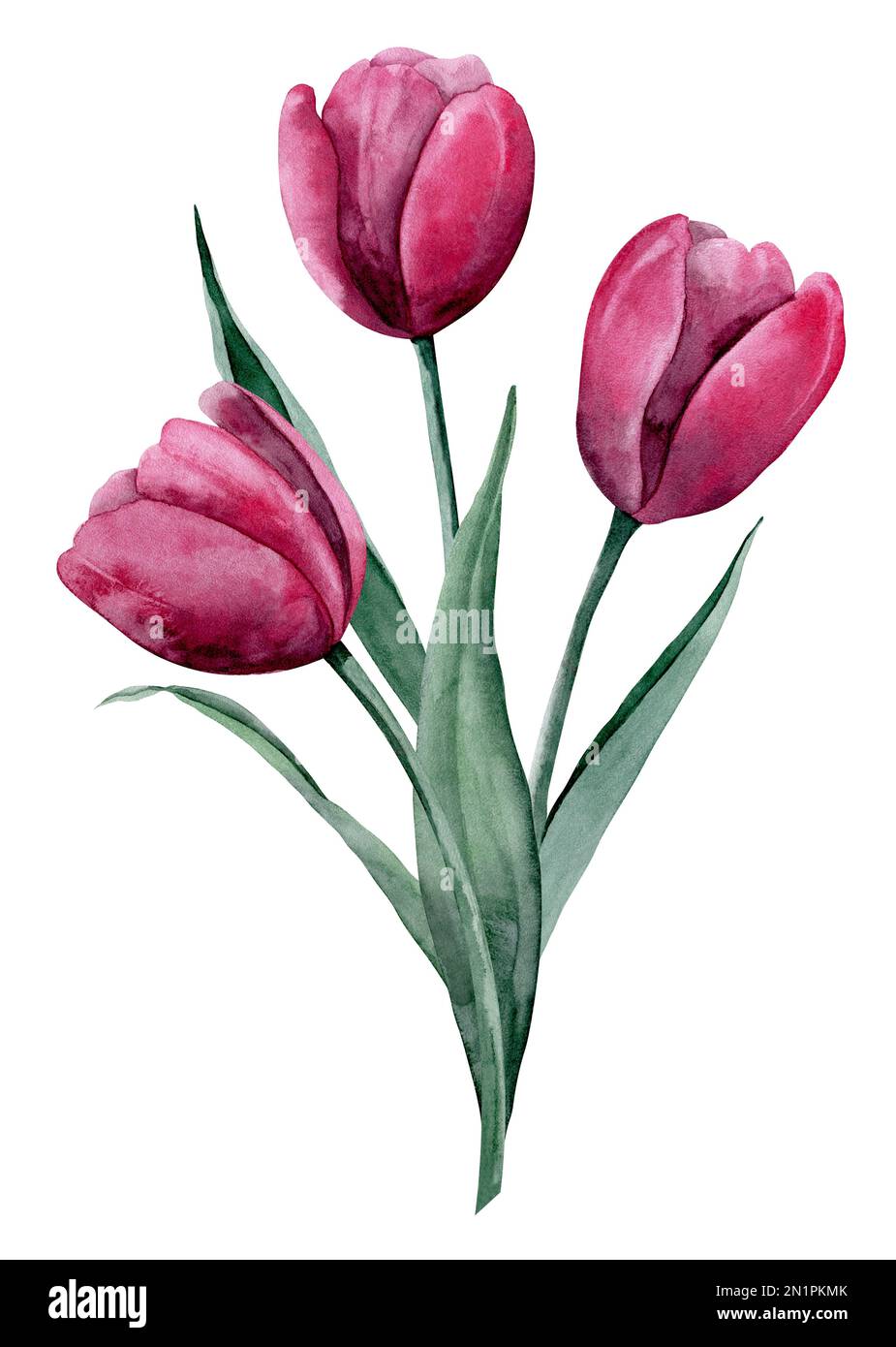 Watercolor bouquet with pink Tulip Flowers. Hand drawn floral ...