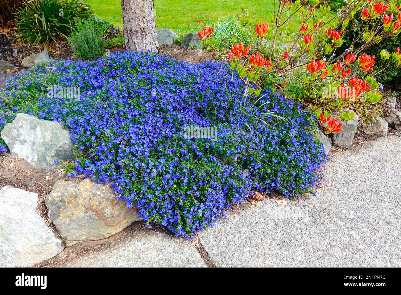 Lithodora (Lithodora diffusa) - a sprawling evergreen ground cover with masses of blue star-shaped flowers. Stock Photo