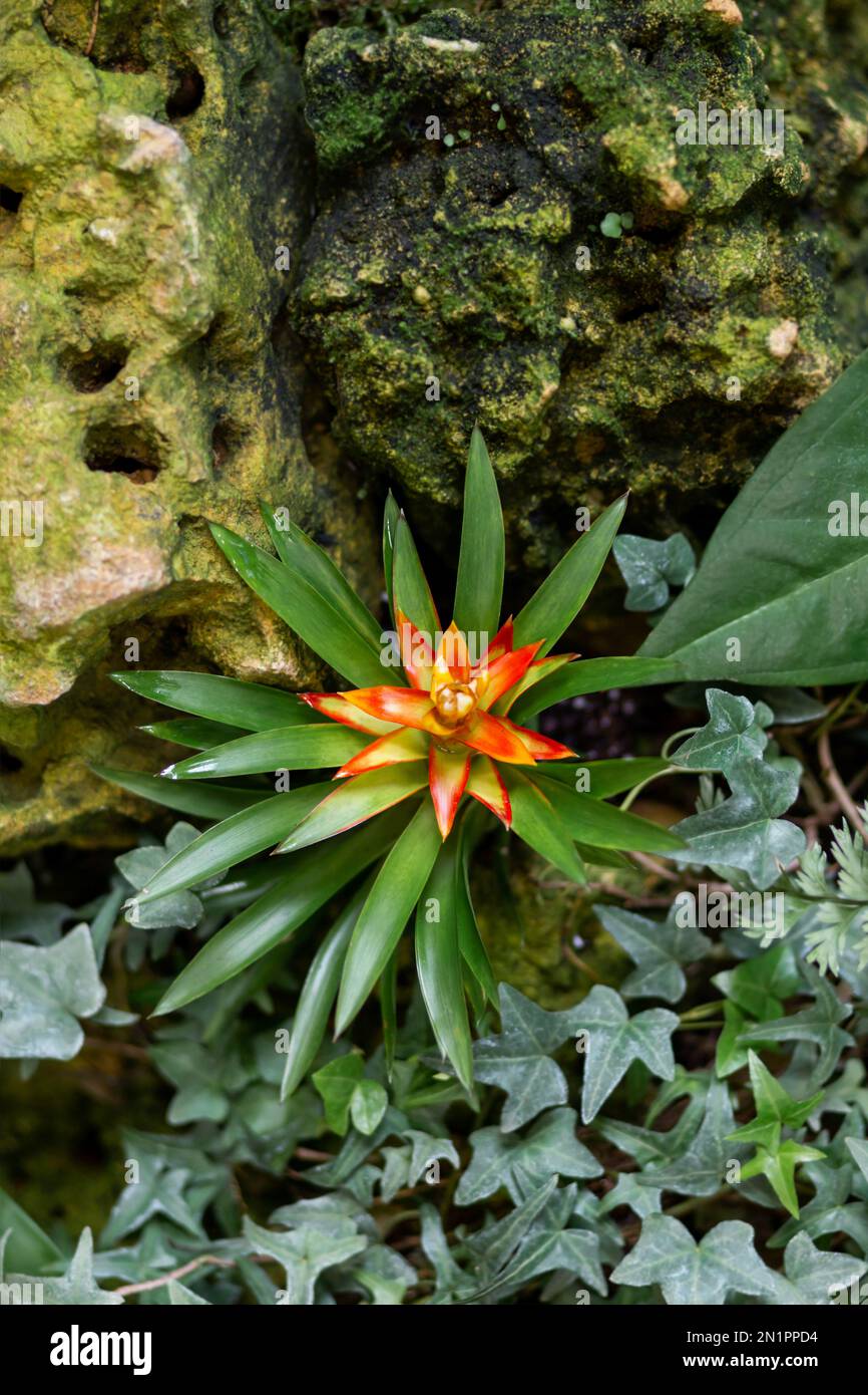 Guzmania or tufted airplant. Bright and colorful flower in bloom. Stock Photo