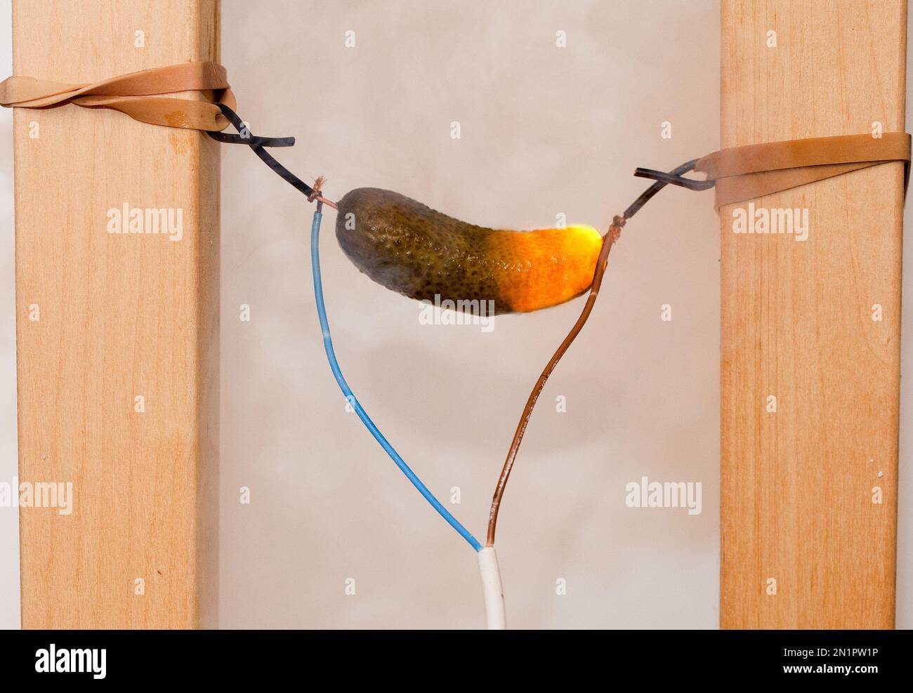 A pickle conducts electricity and lights up with it Stock Photo