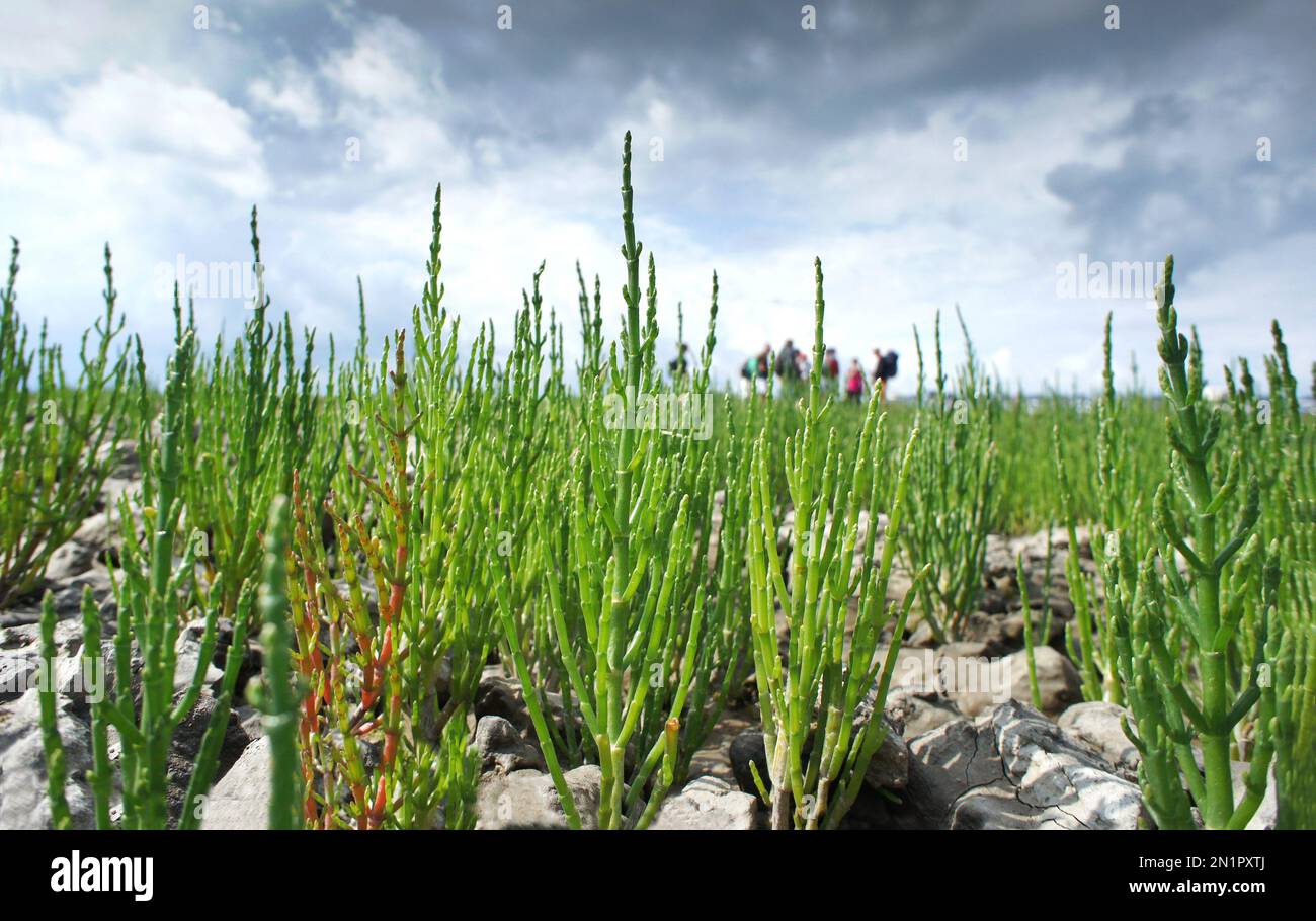 Zeekraal (Dutch) or samphire is a sea vegetable that grows abundantly on shorelines, in marshy shallows and on salty mudflats. Stock Photo