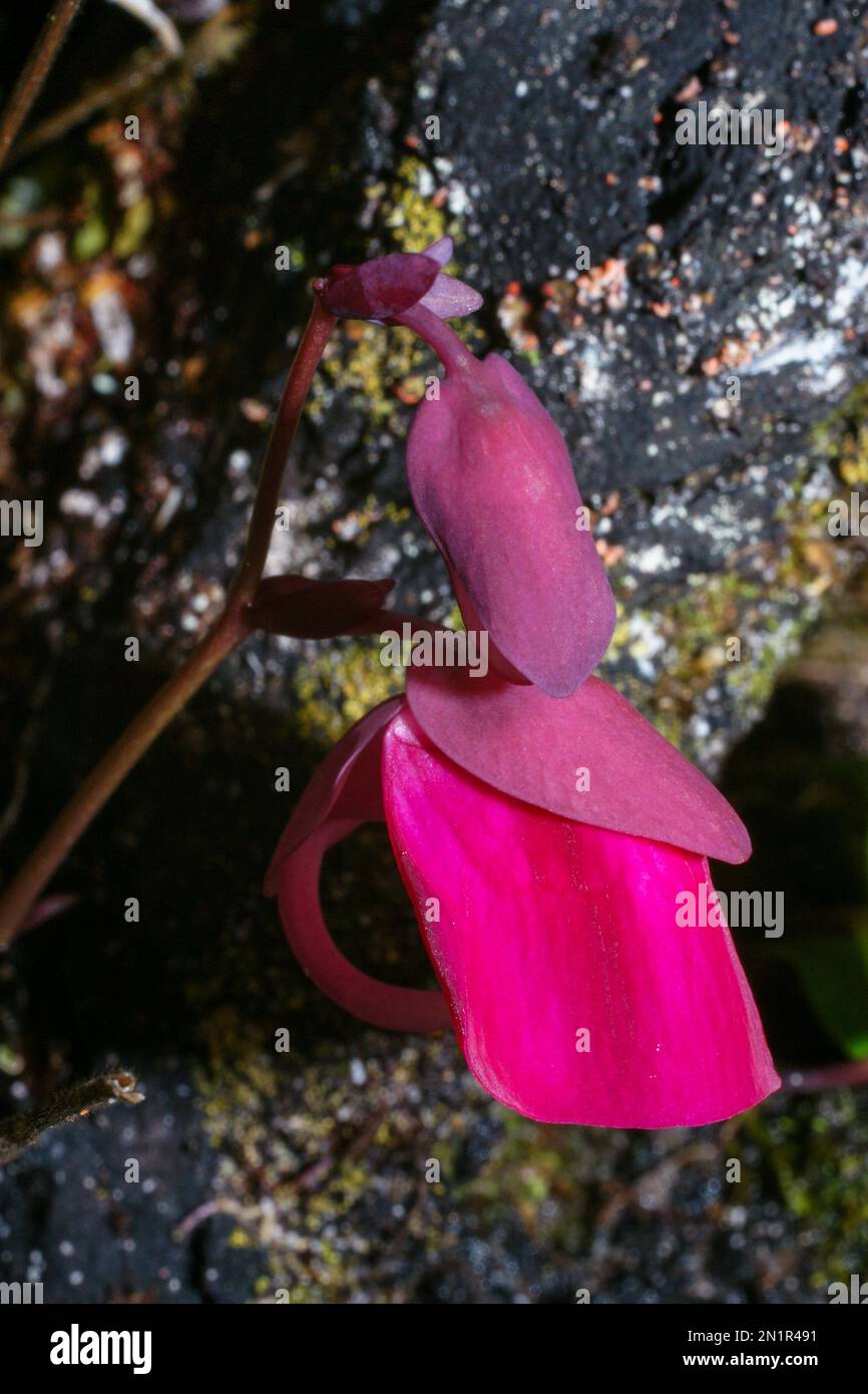 Flower of the tropical bladderwort Utricularia quelchii , in natural habitat on the table mountain Auyan Tepui, Venezuela Stock Photo