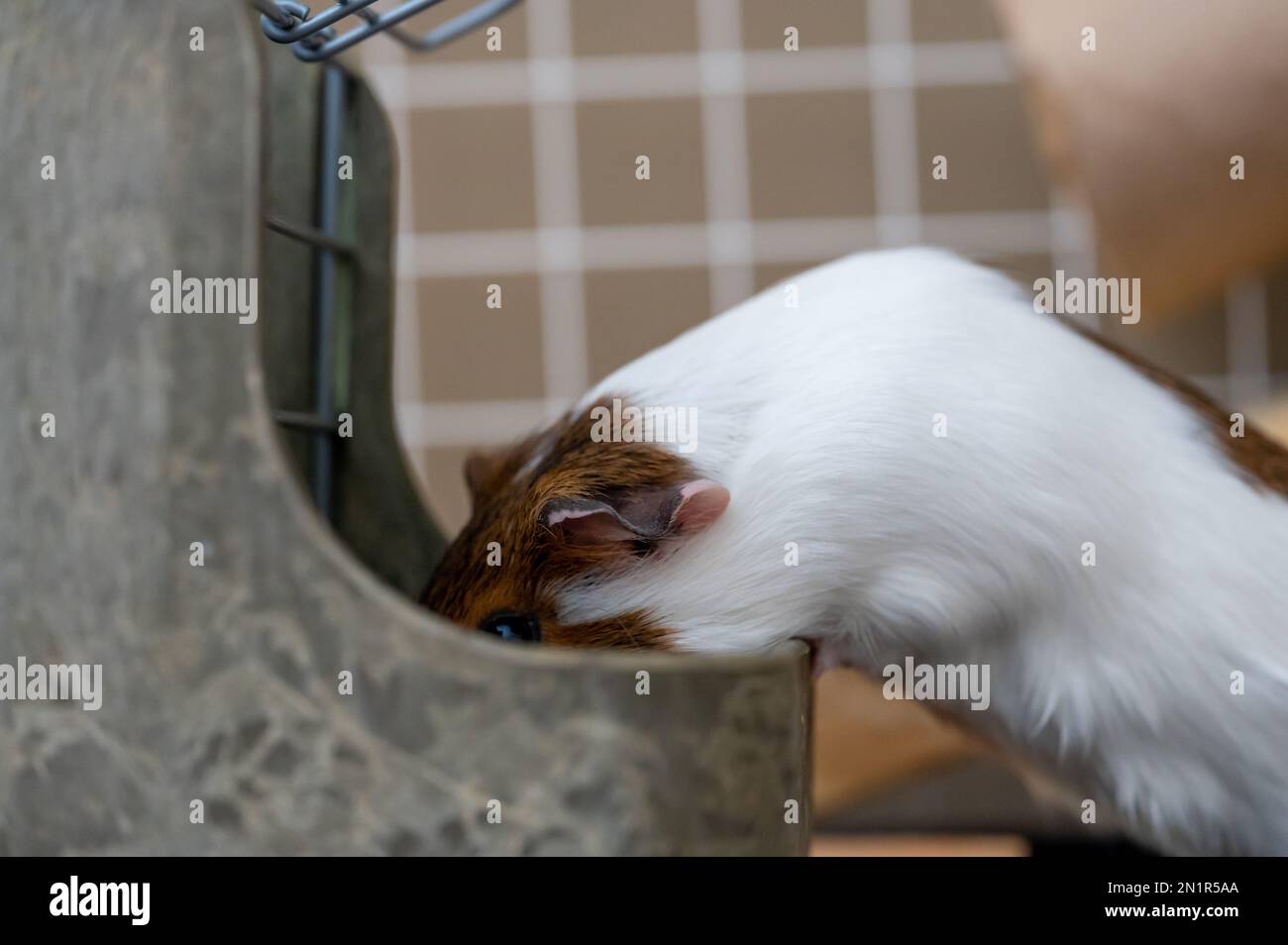 Guinea pig eating condensed fiber pellets from a food tray Stock Photo