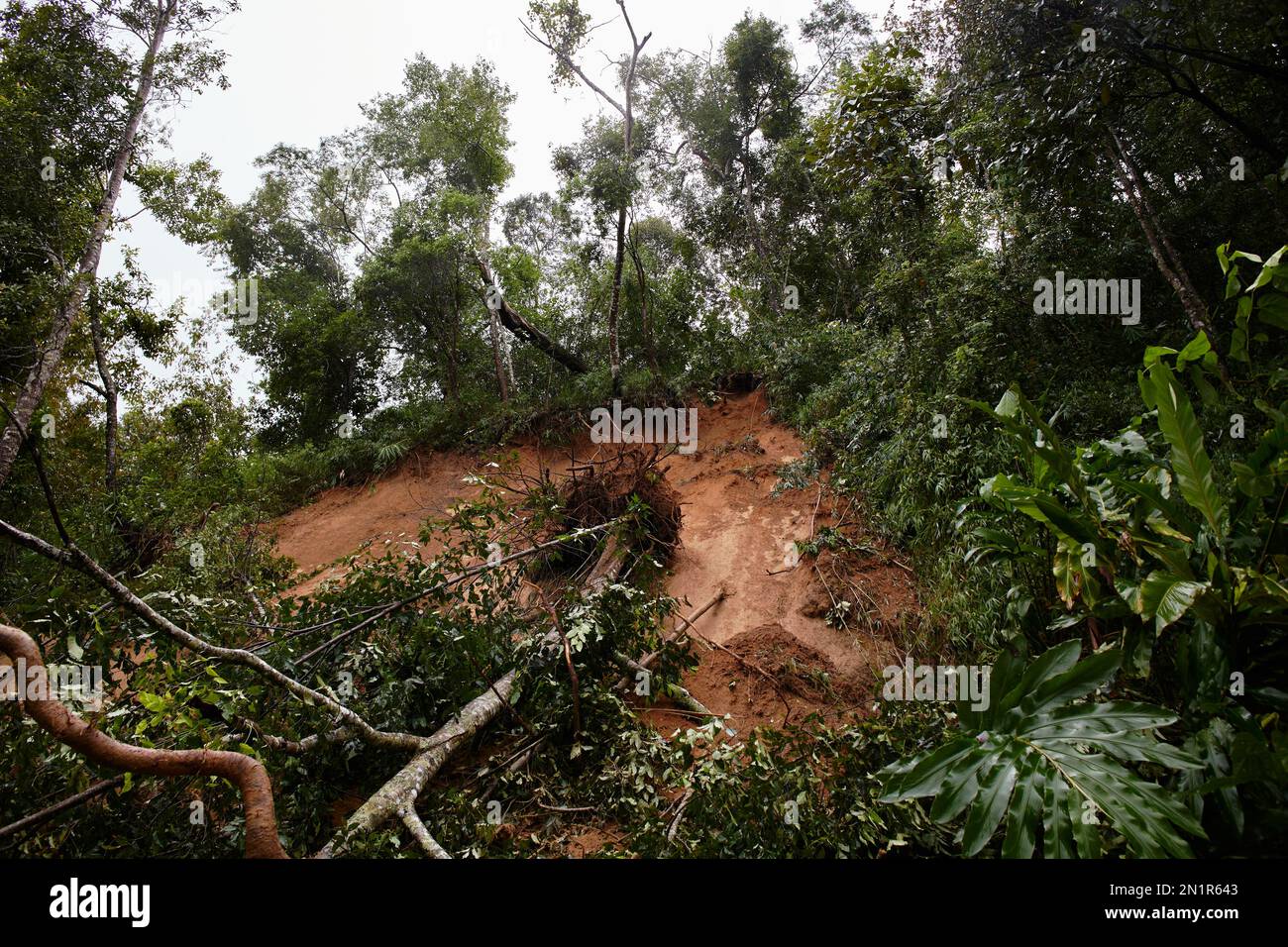 Traffic jam on a mountain road. Fallen tree tree blocking the road ...
