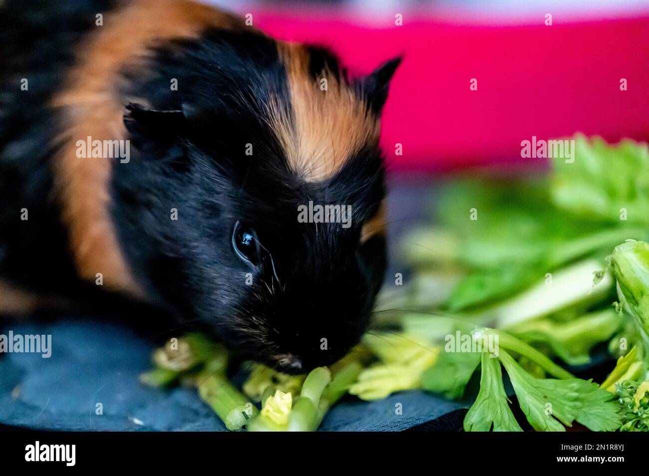 Guinea pig outlet leafy greens