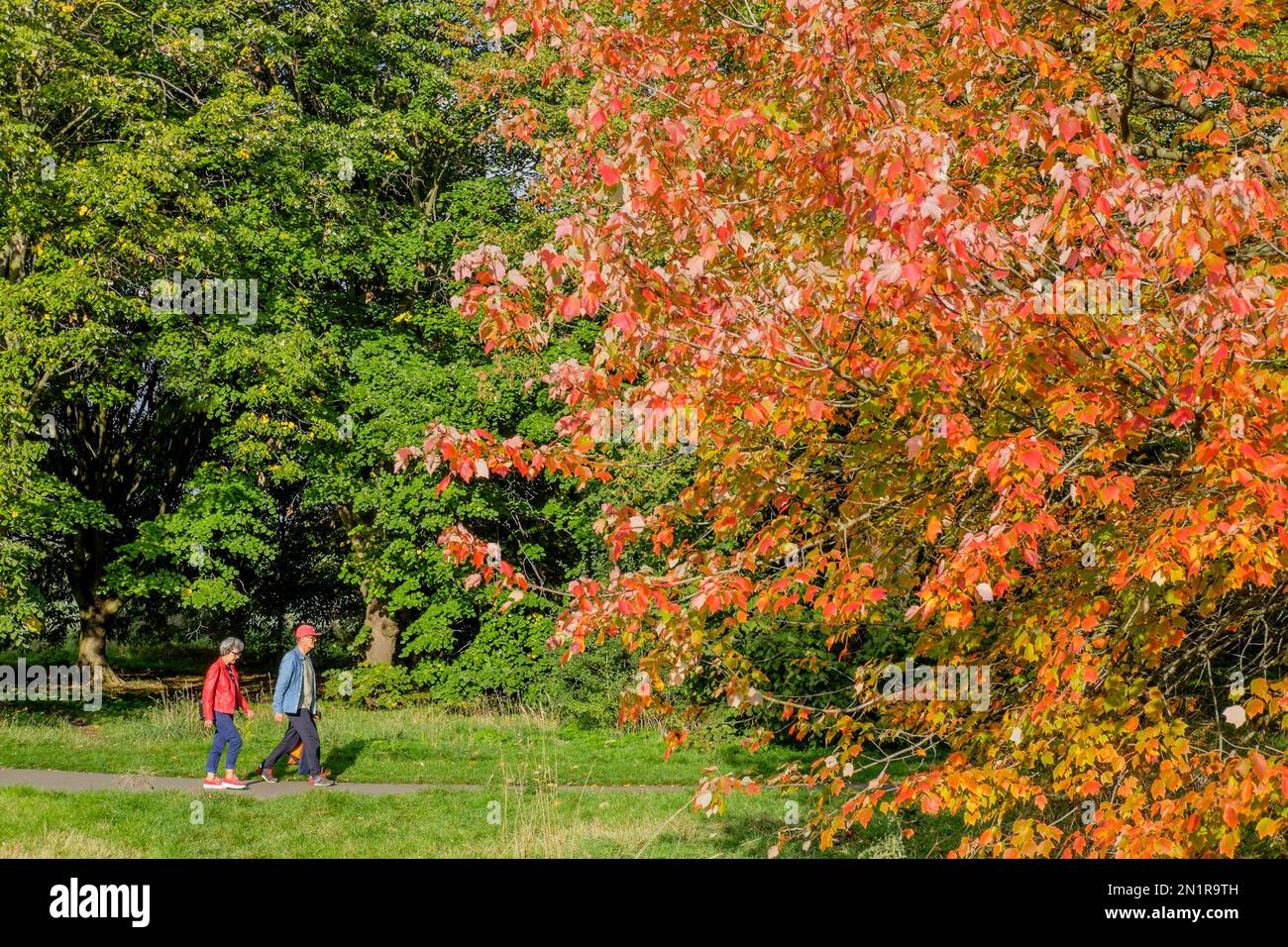 Autumn colour in Regents Park, London, UK. Stock Photo