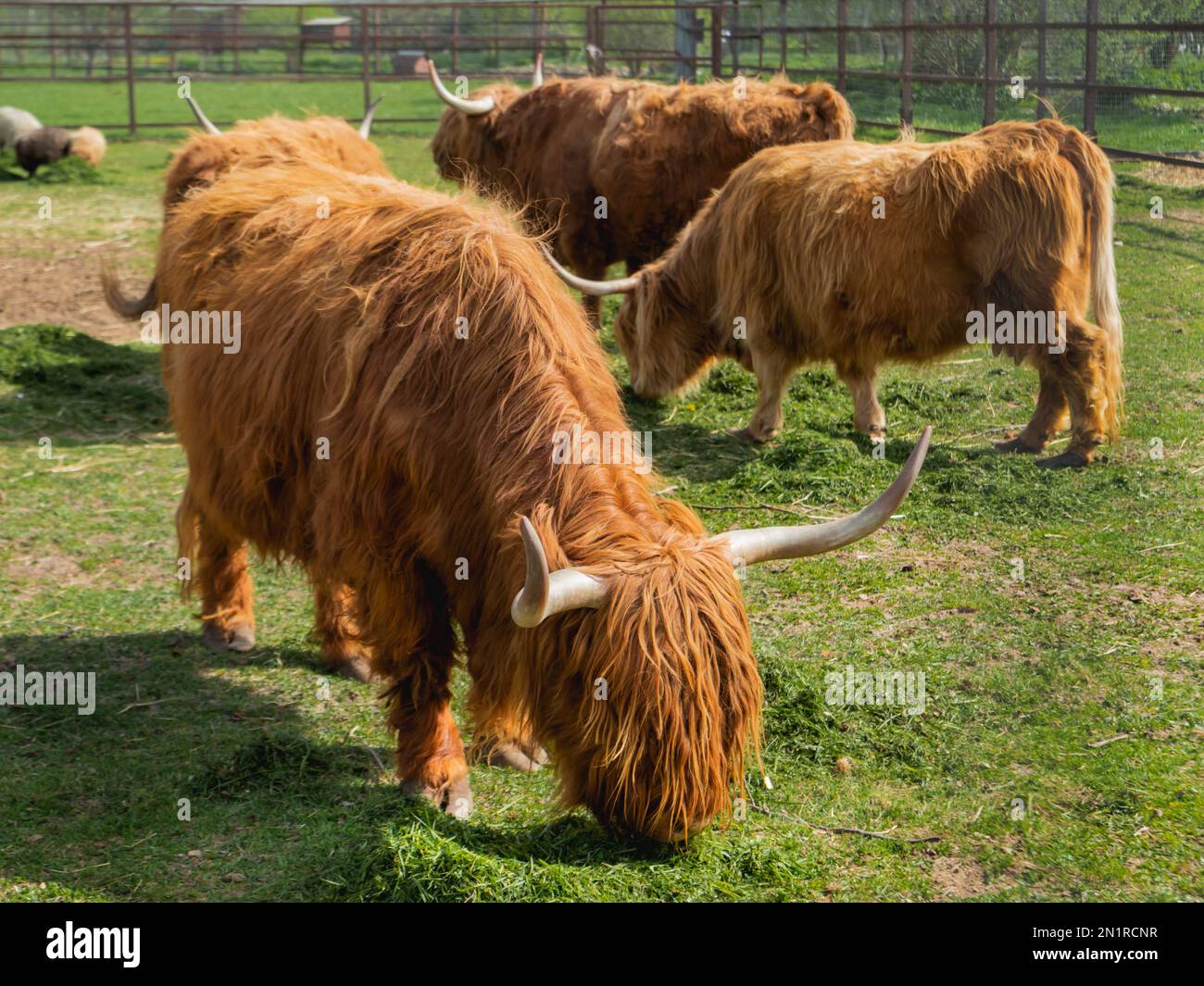 Highland Scottish breed of rustic cattle. Furry cows eat fresh grass in